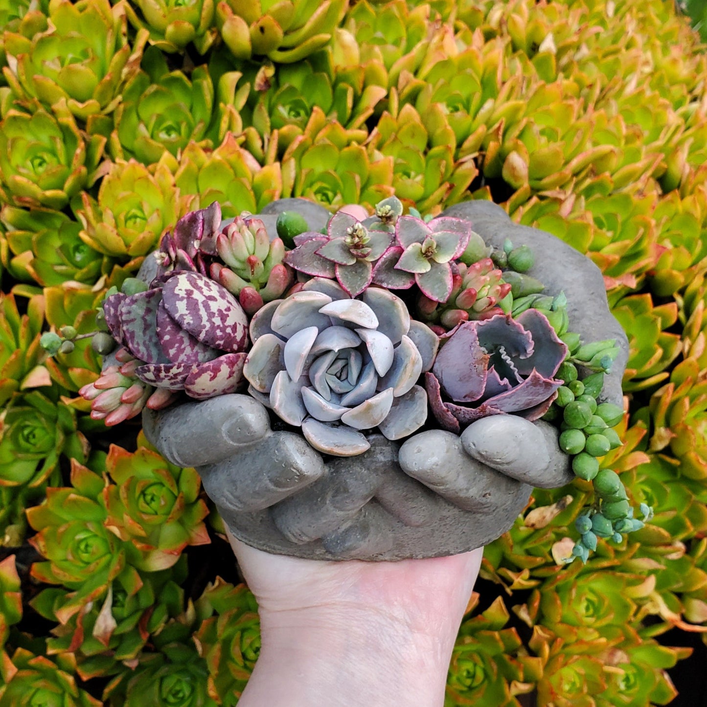 Cupped Hands Cement Planter Succulent Arrangement