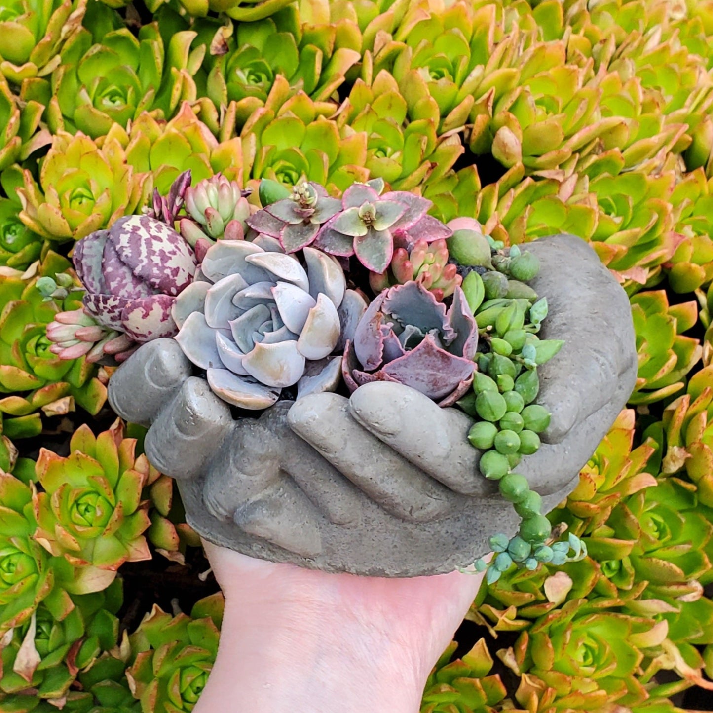 Cupped Hands Cement Planter Succulent Arrangement