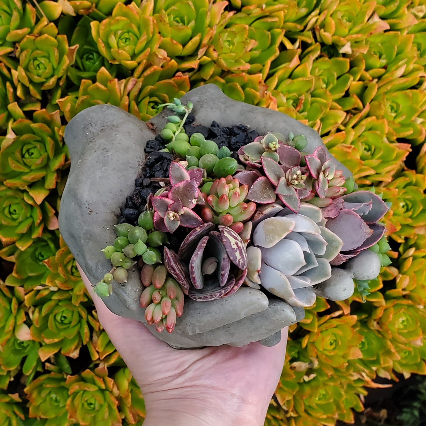 Cupped Hands Cement Planter Succulent Arrangement