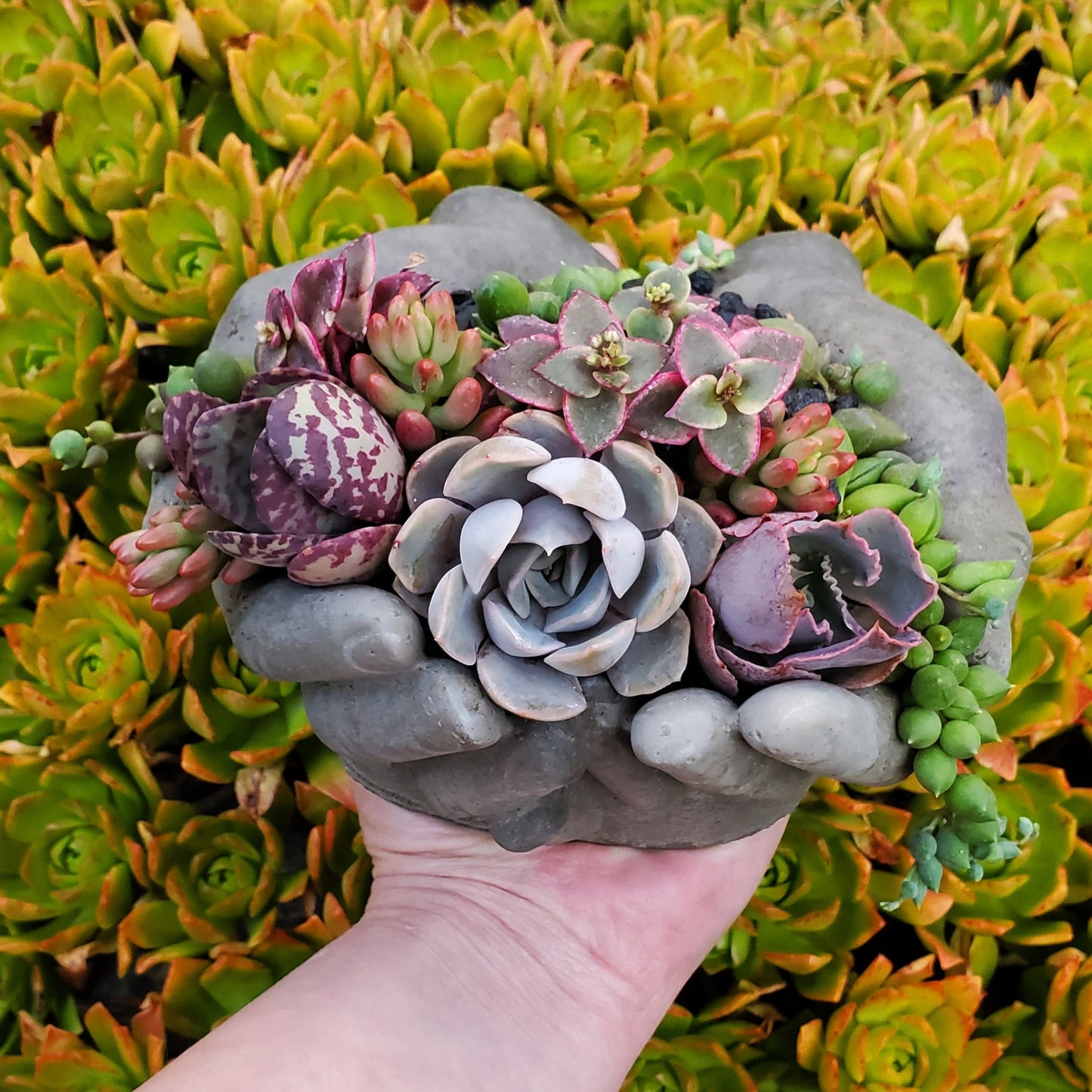 Cupped Hands Cement Planter Succulent Arrangement