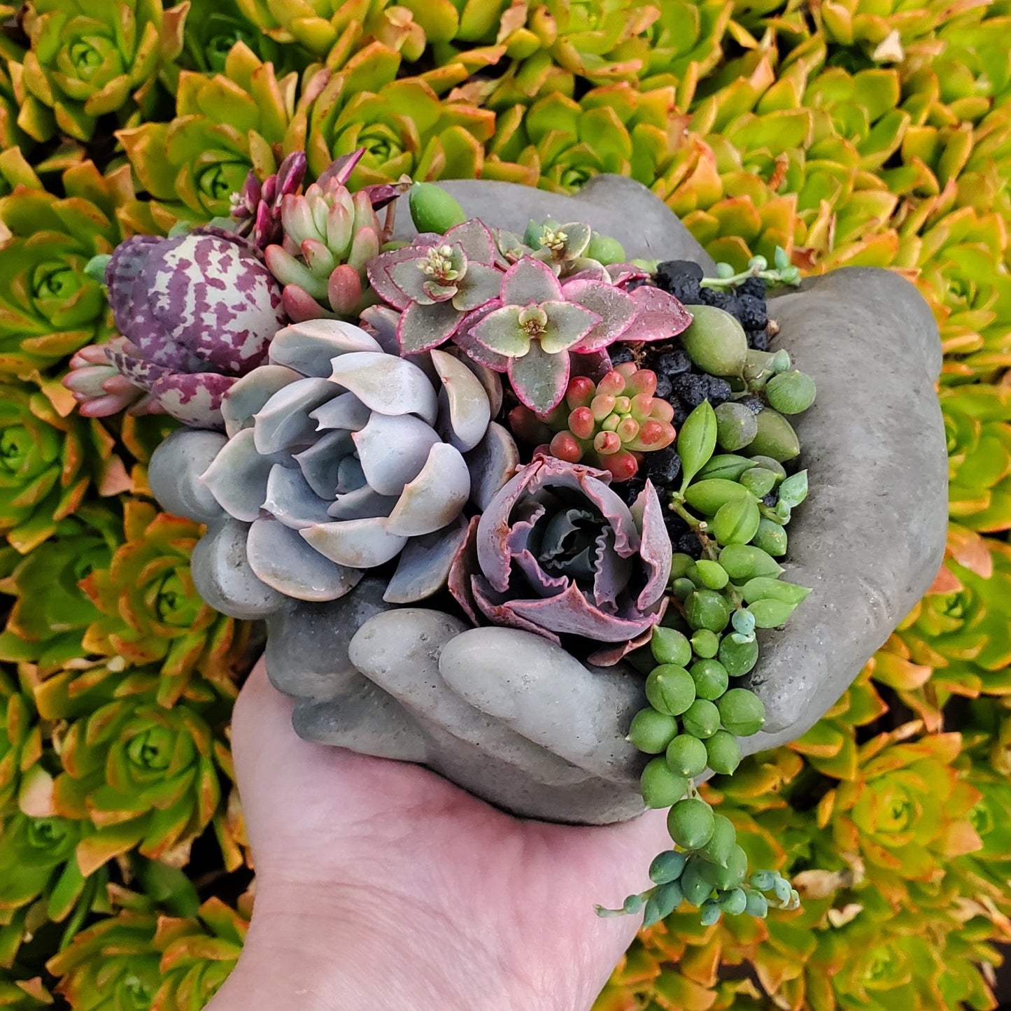 Cupped Hands Cement Planter Succulent Arrangement