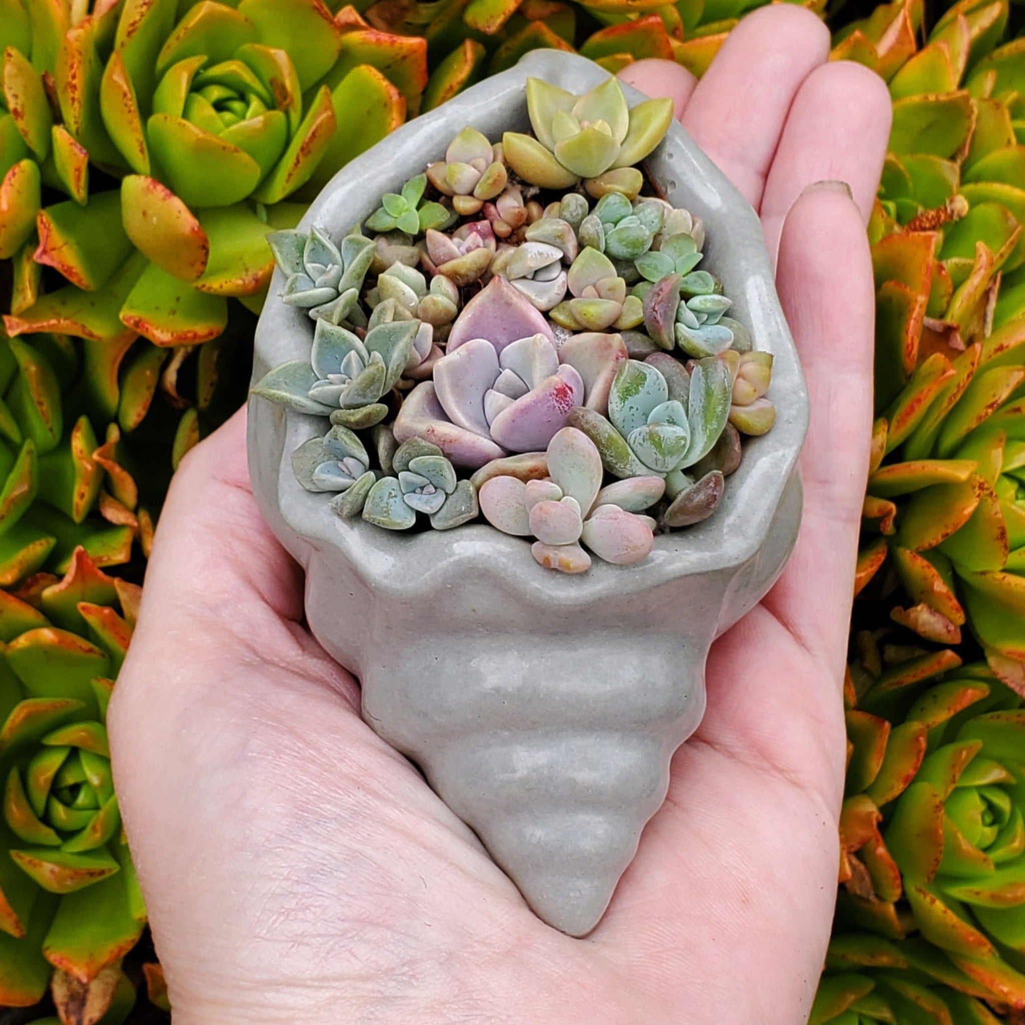 Seashell Cement Planter  Rooted in Paradise Succulent Studio – Rooted in  Paradise Succulent Studio