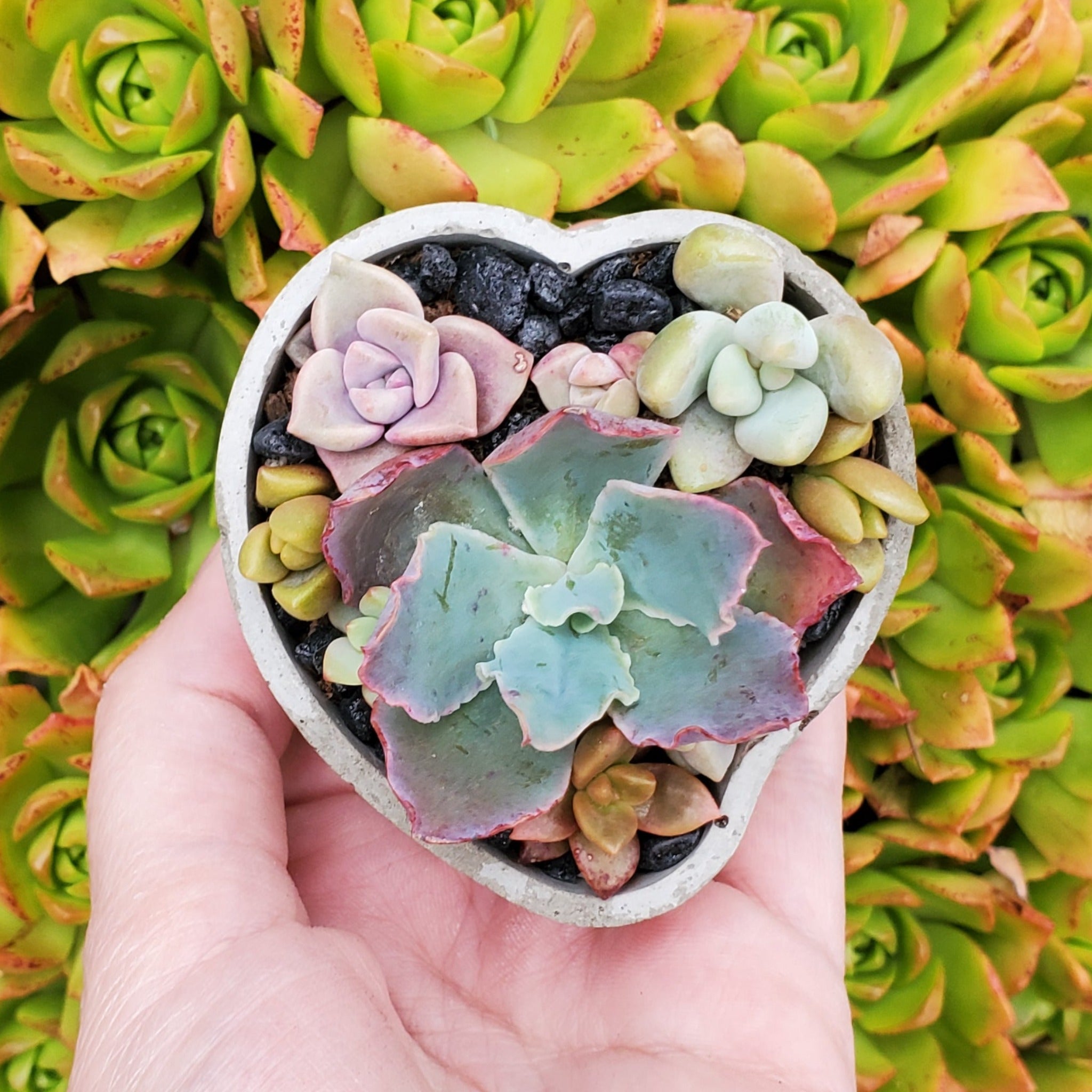 succulents in heart shaped planter Mini Heart Cement Planter Succulent Arrangement