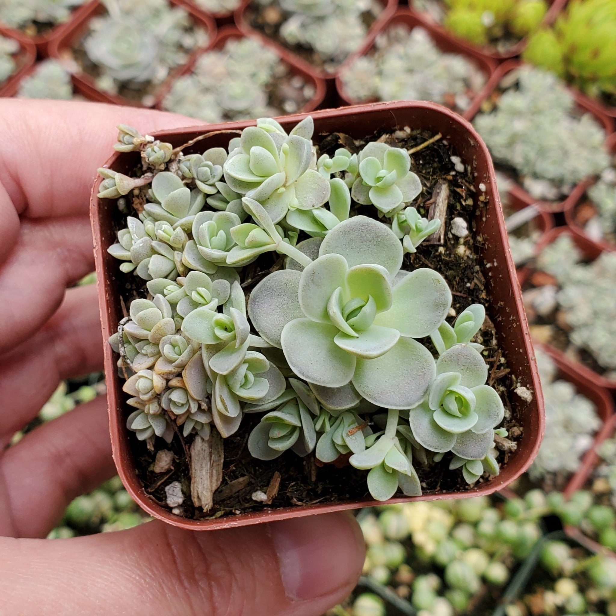 chinese dunce cap succulent Orostachys malacophylla var. iwarenge 'Chinese Dunce Cap'