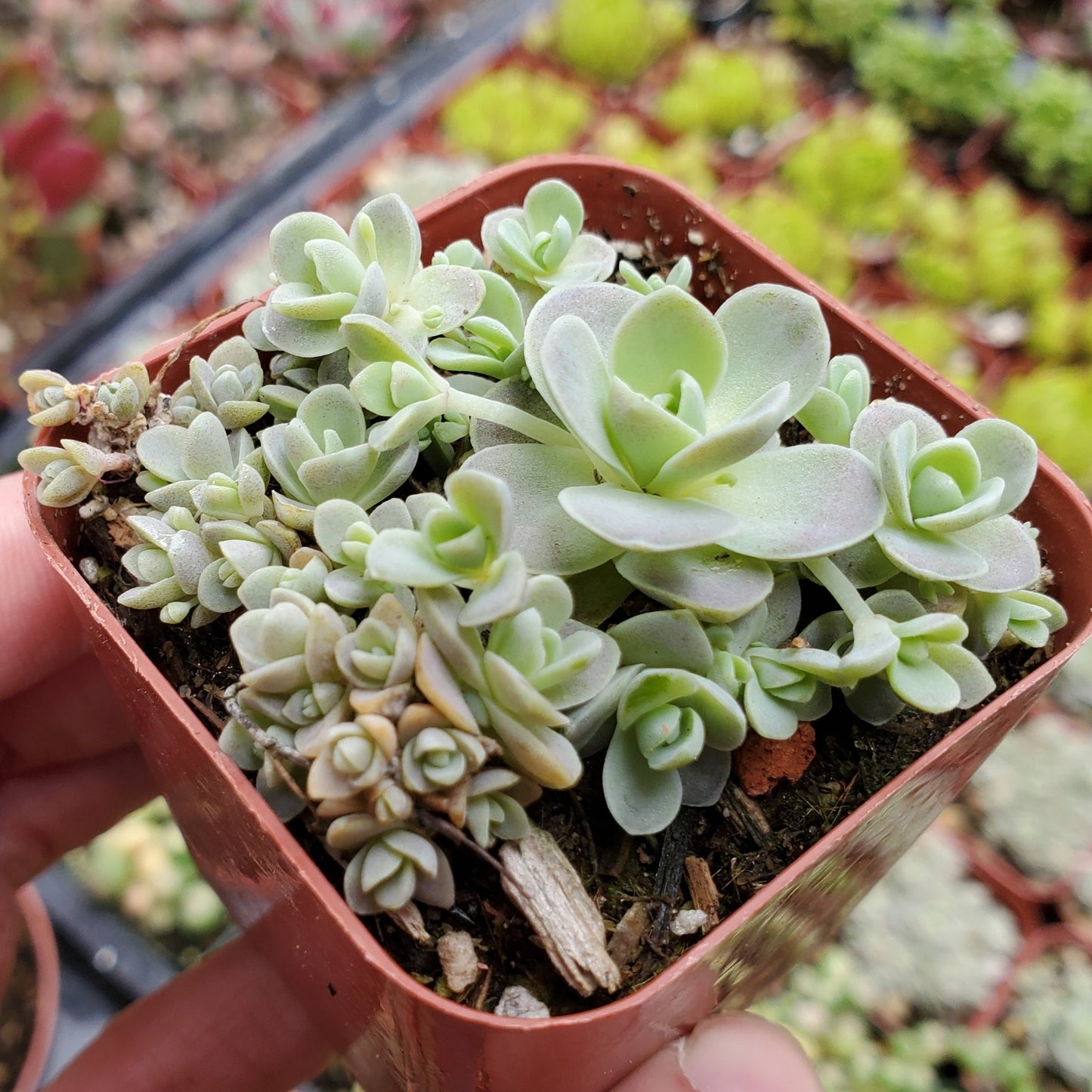 Orostachys malacophylla var. iwarenge 'Chinese Dunce Cap'