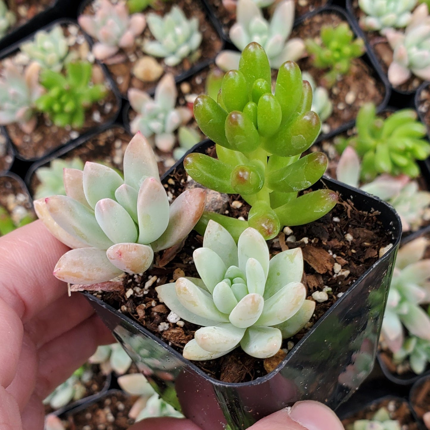 Sedum Mix (Green, Red & Pink)