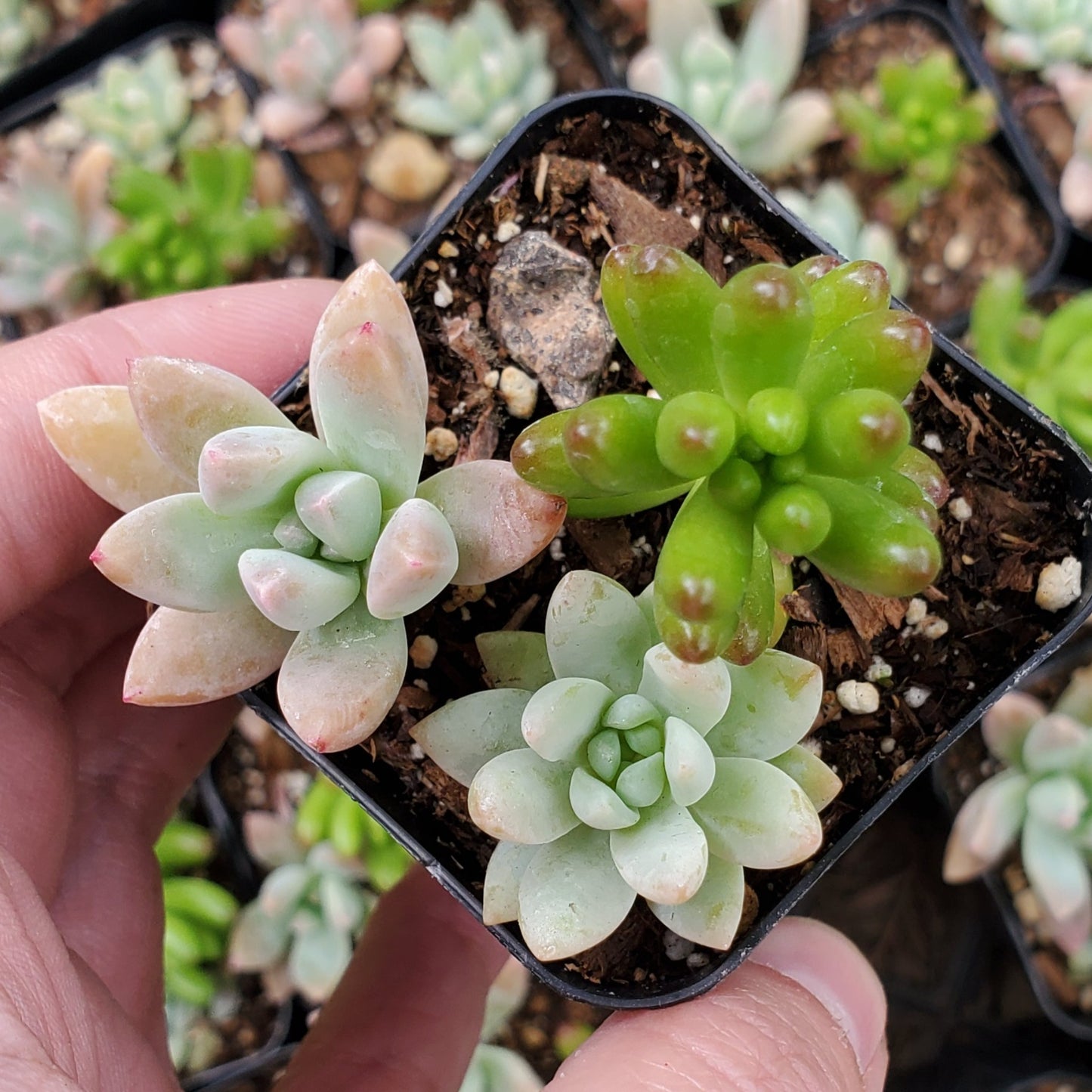 Sedum Mix (Green, Red & Pink)