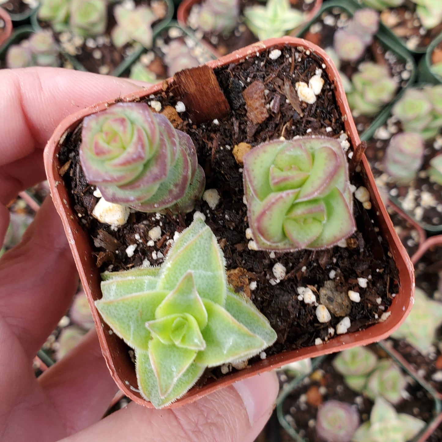 Crassula Mix (Red & Green)