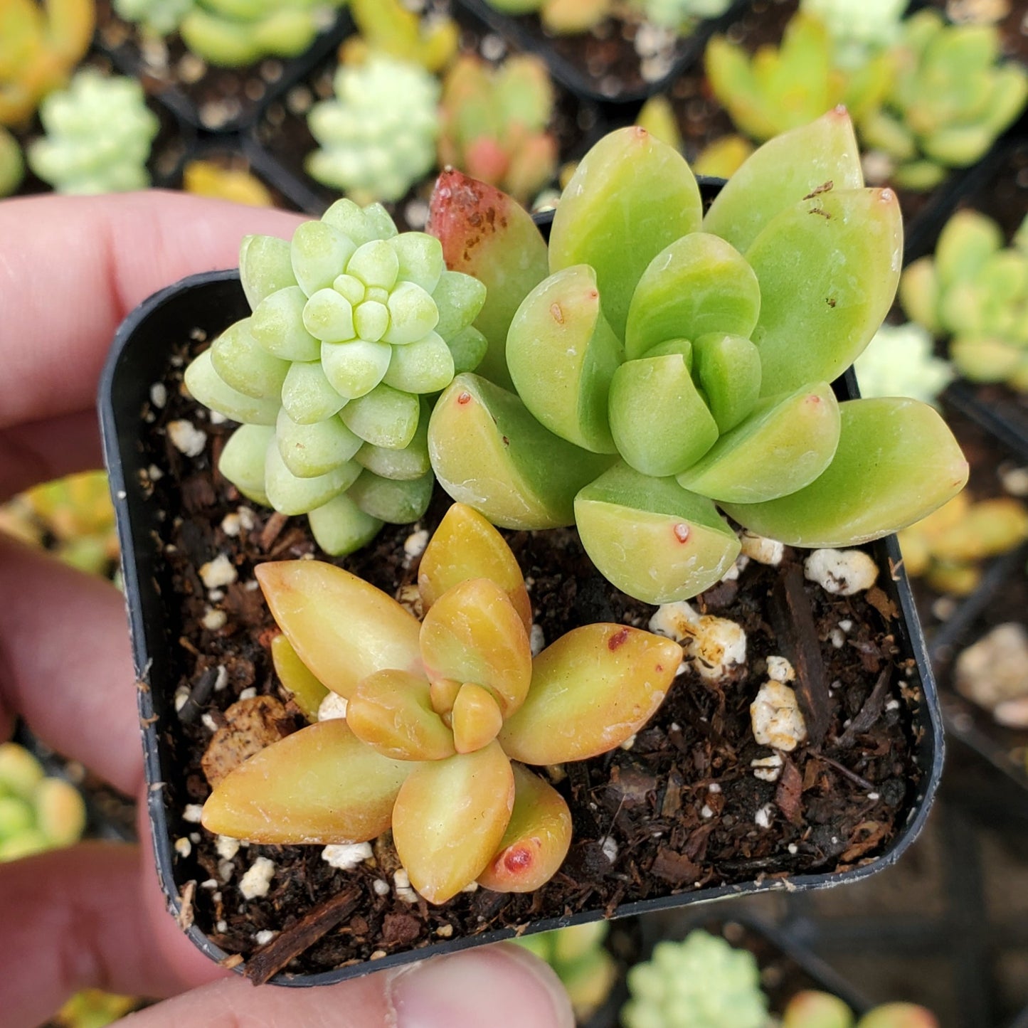 Sedum Mix (Orange & Green)