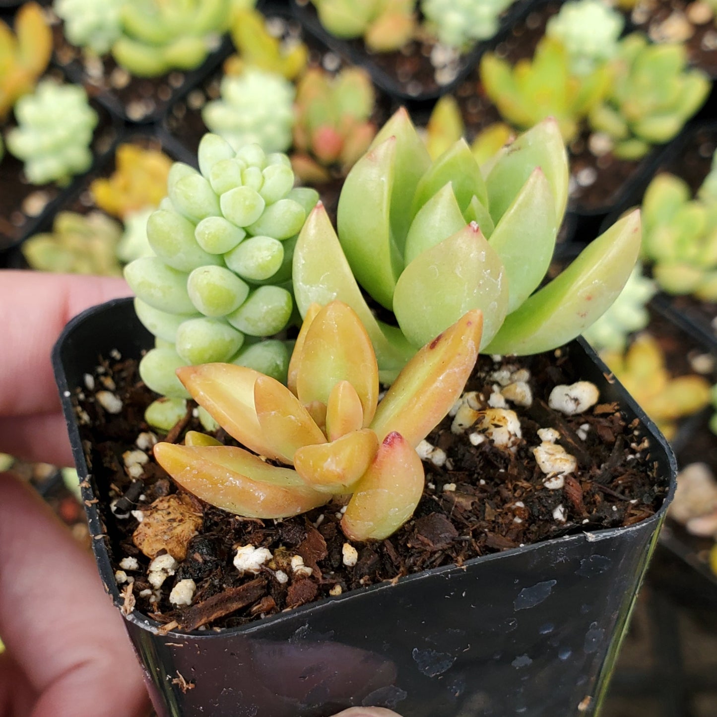 Sedum Mix (Orange & Green)