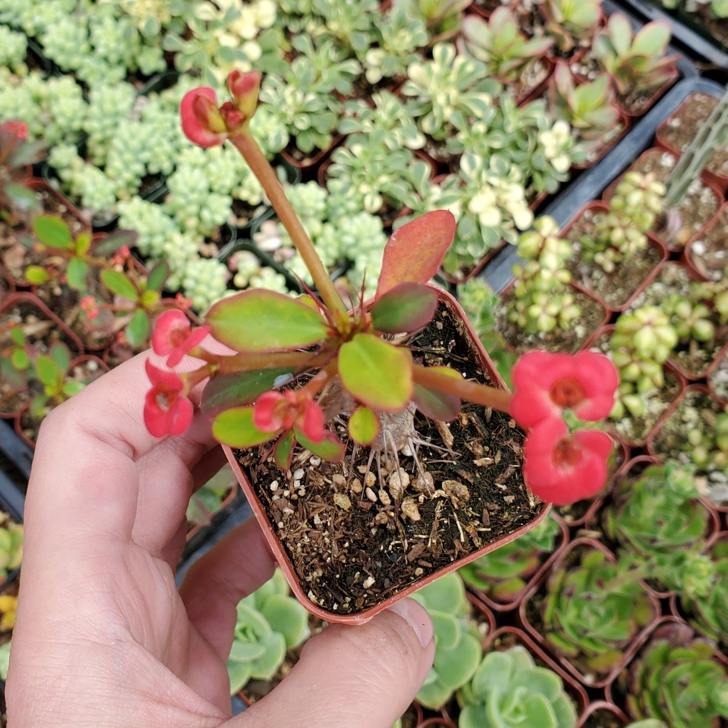 Euphorbia Milii 'Fireworks' 'Crown of Thorns'