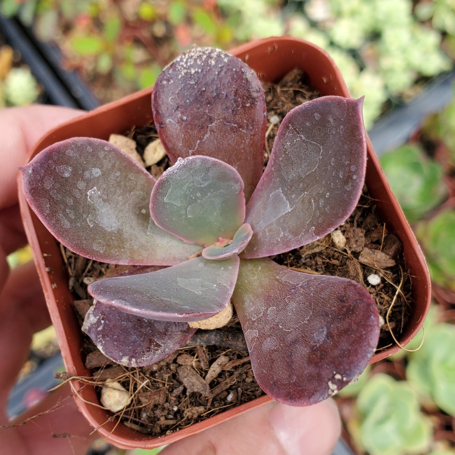 Echeveria 'Mahogany Rose'