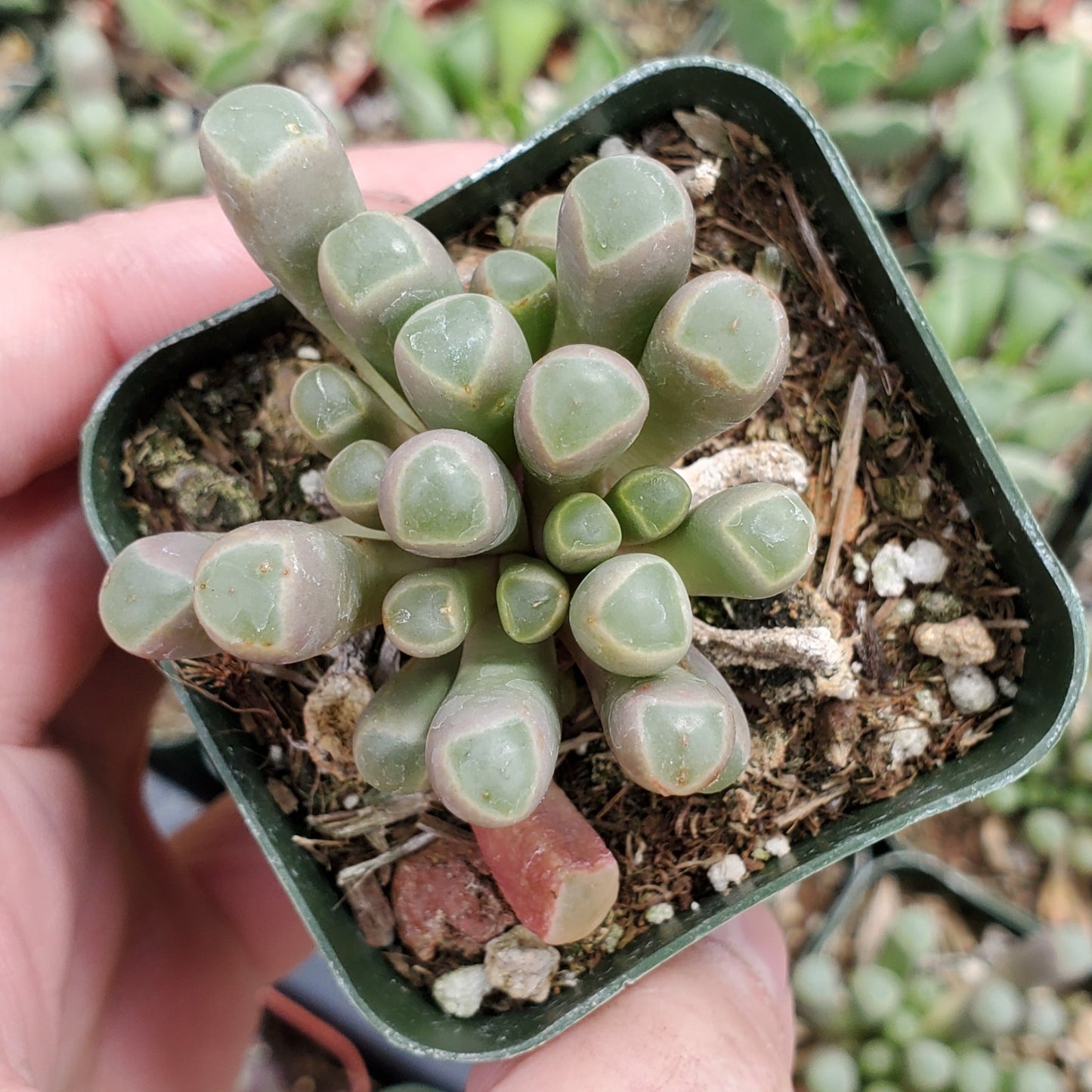 Fenestraria rhopalophylla 'Baby Toes'