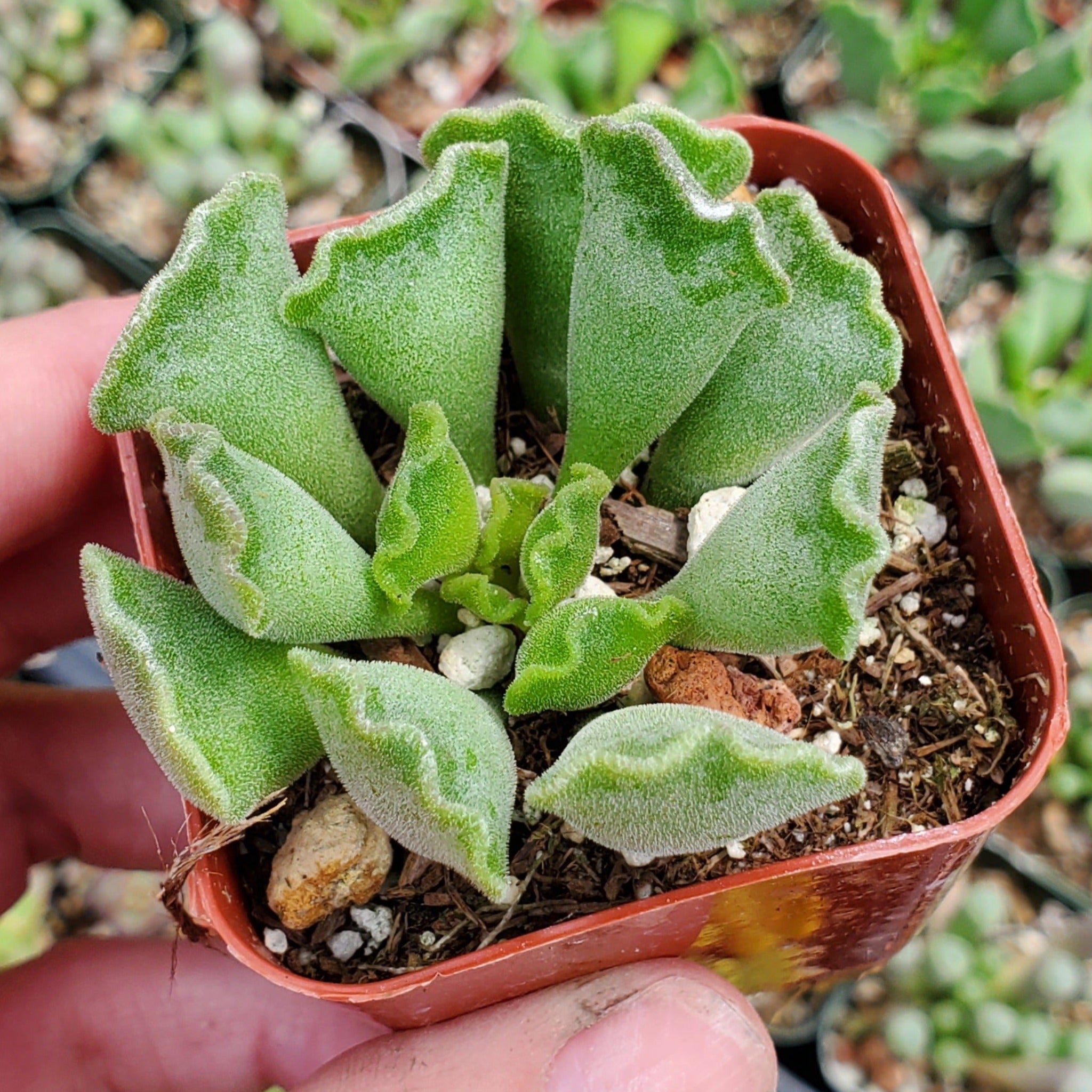 crinkle leaf plant elephant ear Adromischus cristatus 'Crinkle-Leaf Plant'