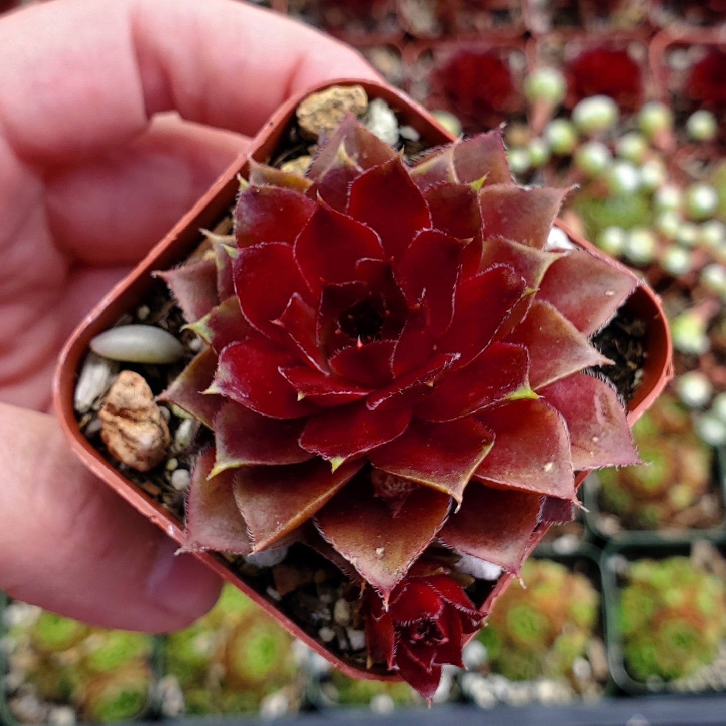 Sempervivum 'Jungle Fire'