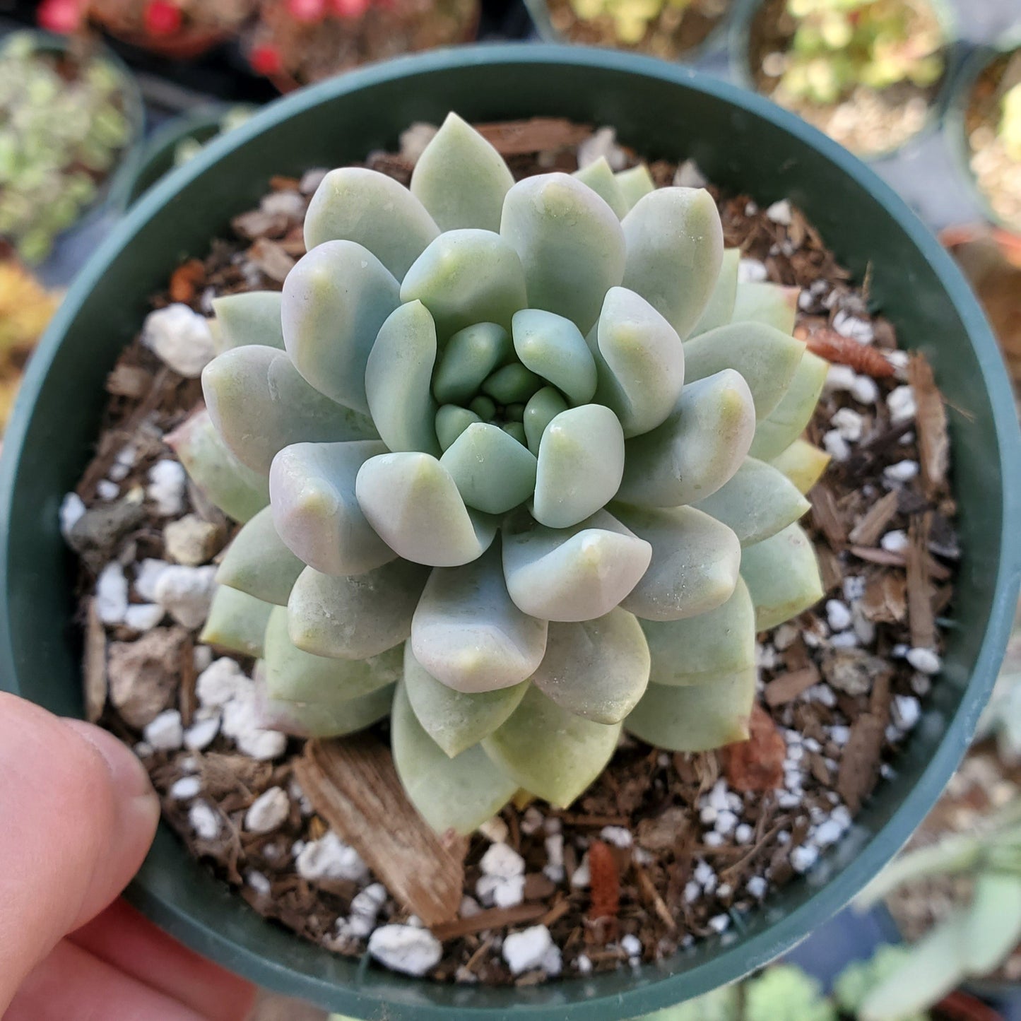 Sedeveria 'Lilac Mist' PP29643