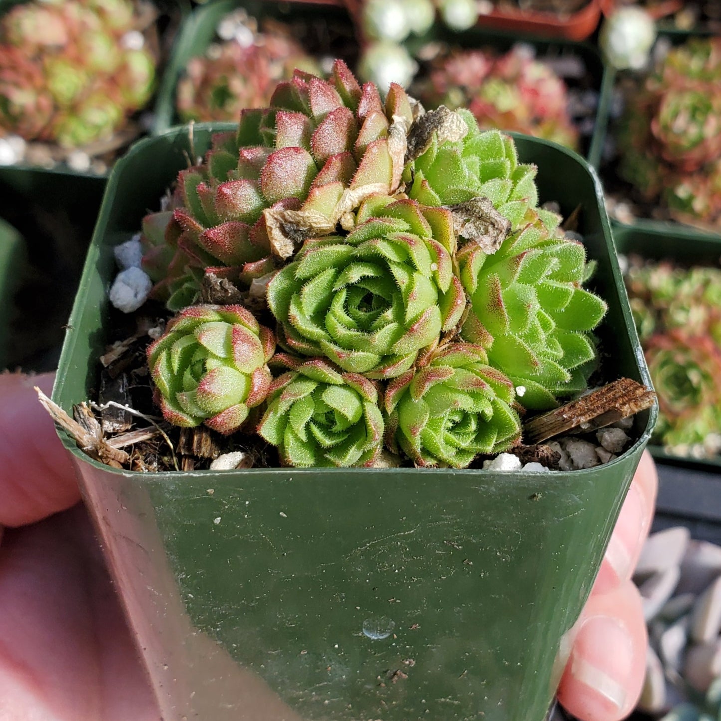 Sempervivum 'Cornelia'