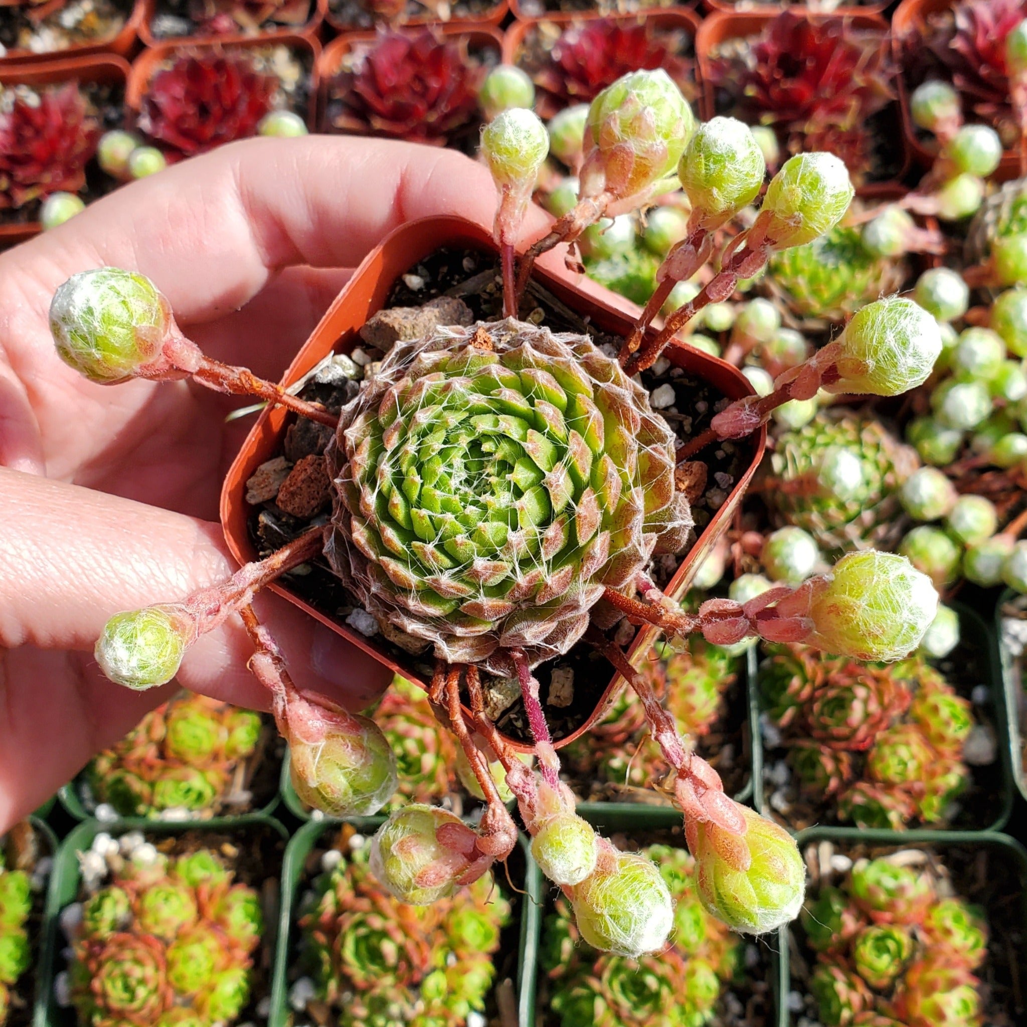 webby succulent Sempervivum 'Webbi Flame'