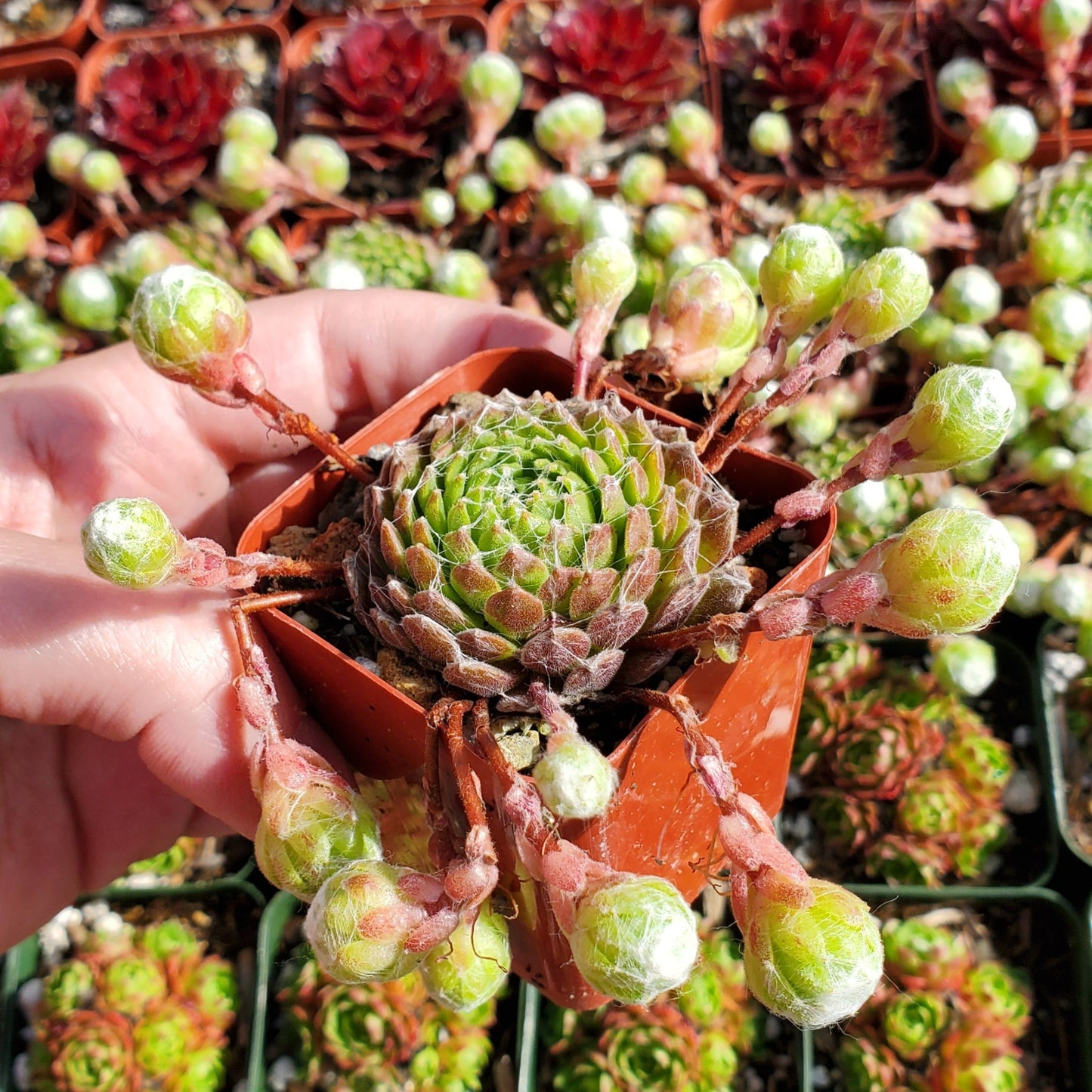 Sempervivum 'Webbi Flame'