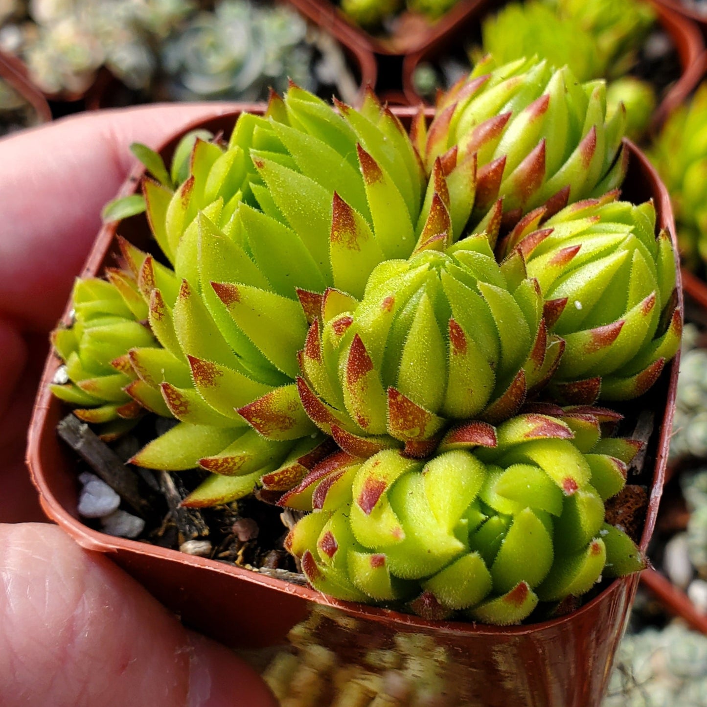 Sempervivum globiferum ssp. hirtum 'Borealis'