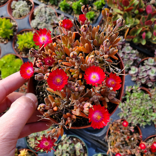 Delosperma Hotcakes® 'Saucy Strawberry'