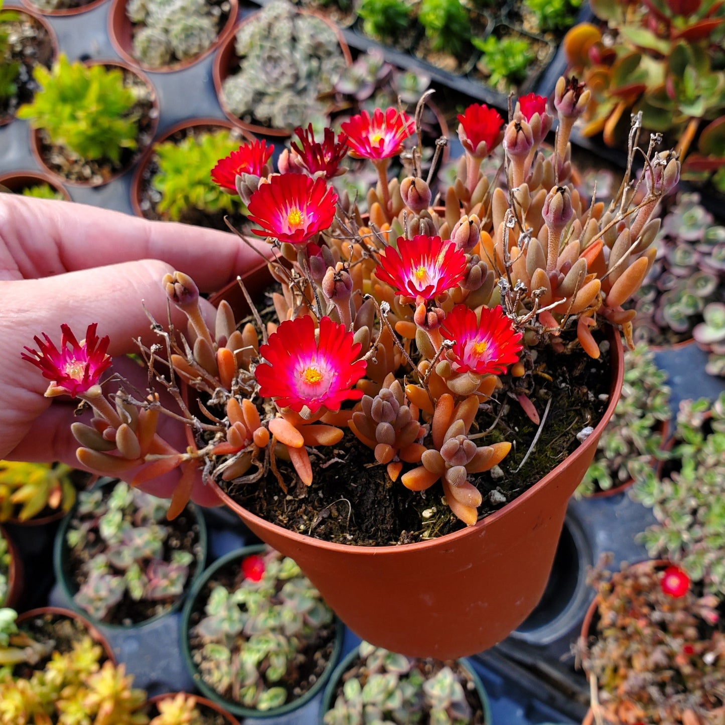 Delosperma Hotcakes® 'Saucy Strawberry'