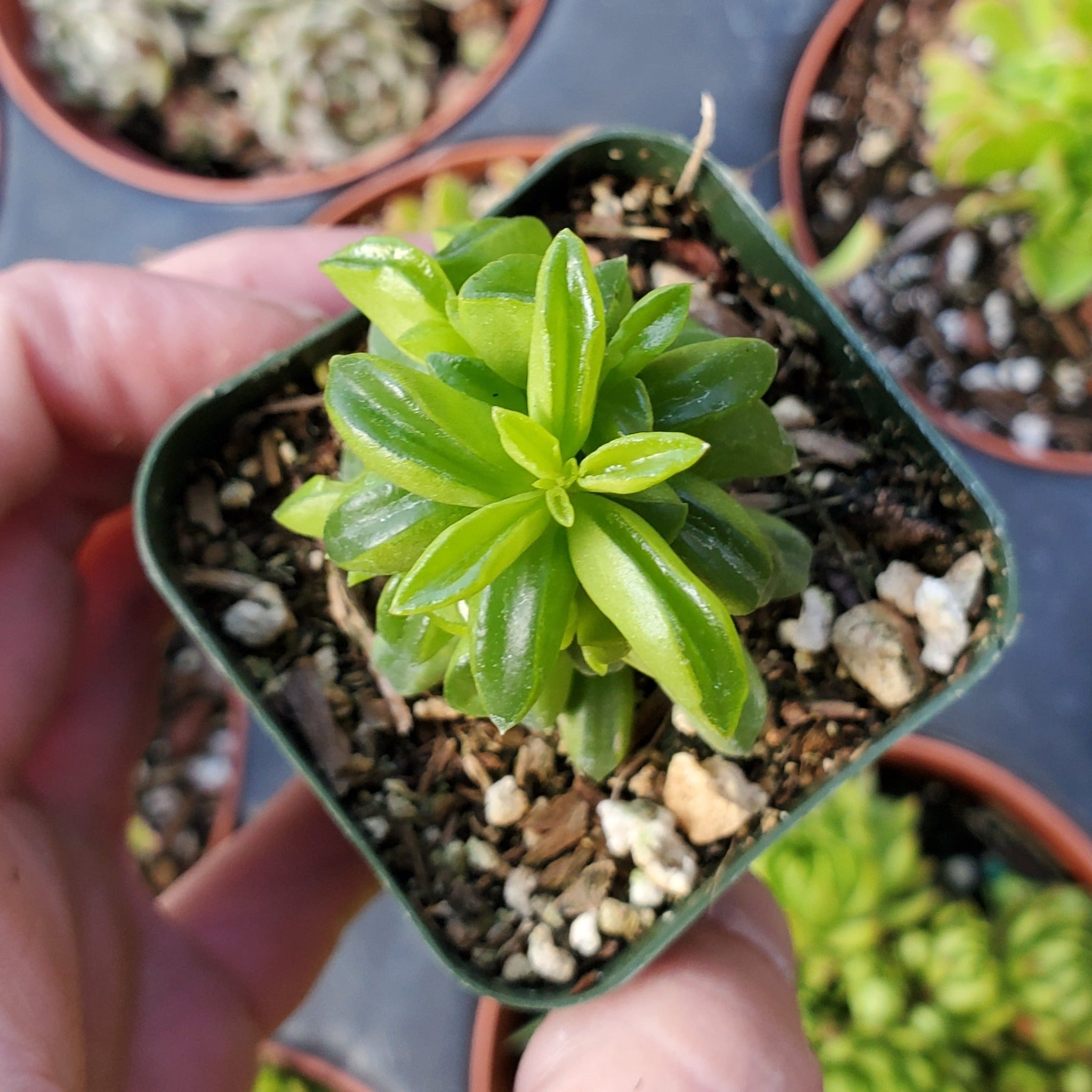 radiator plant succulent Peperomia axillaris