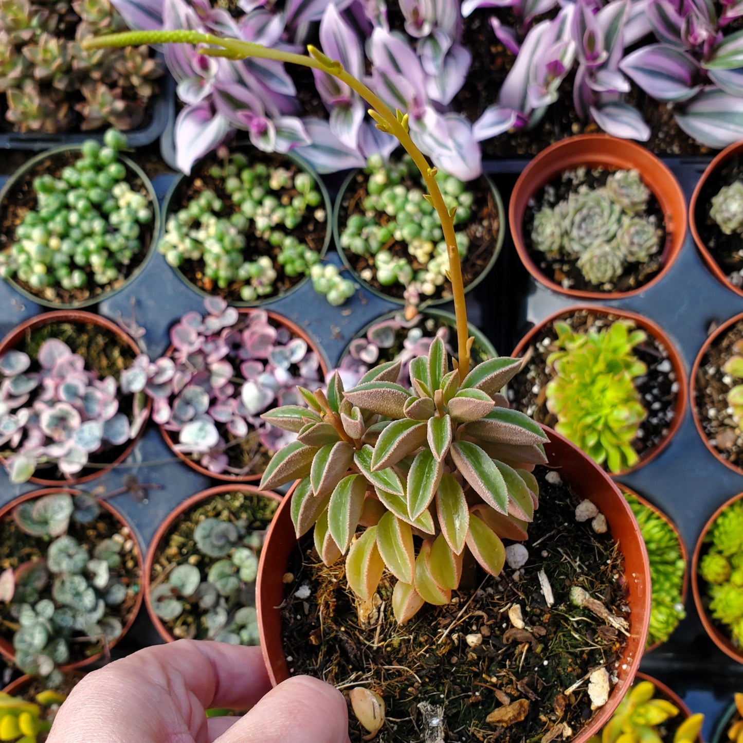 Peperomia asperula
