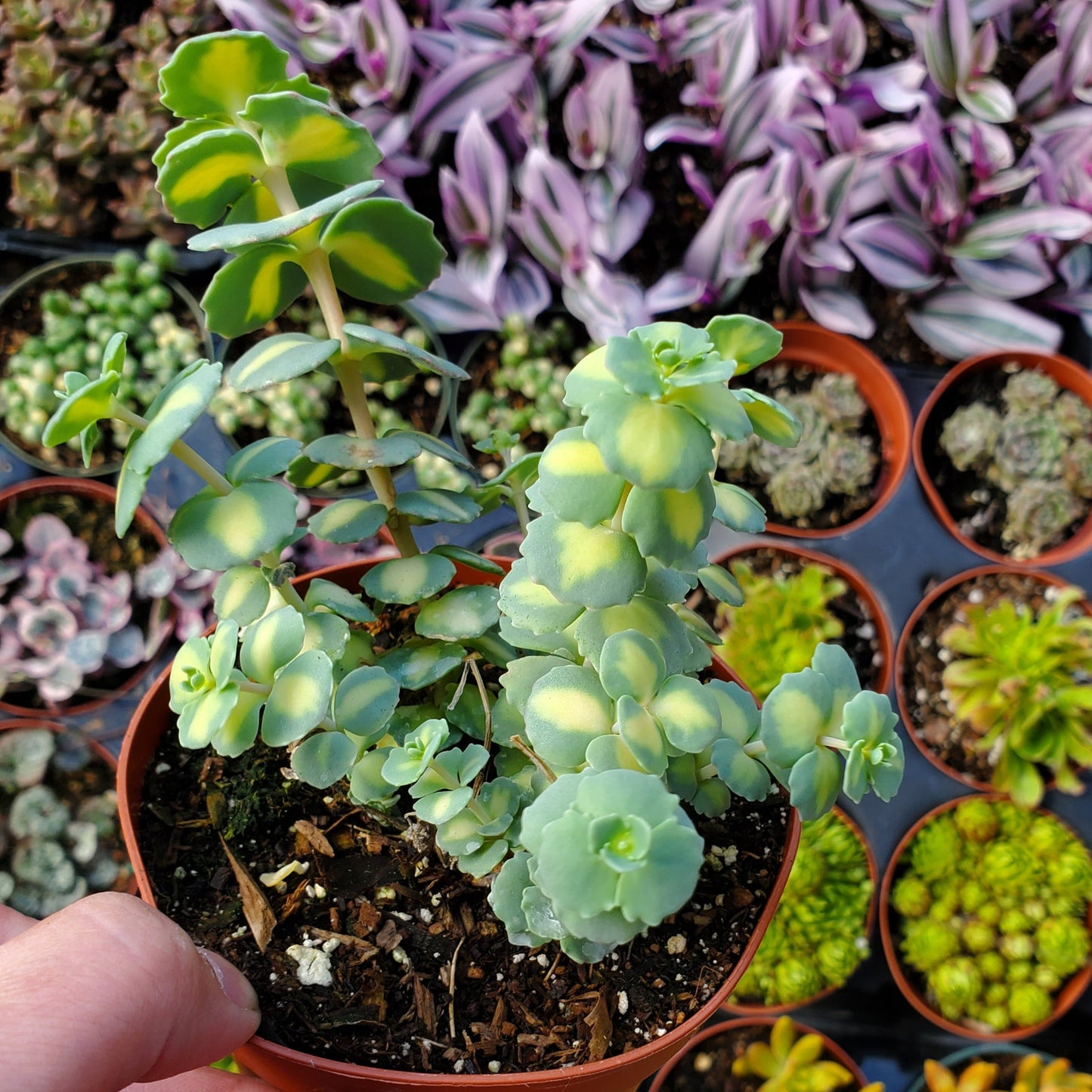 Sedum sieboldii f. variegatum