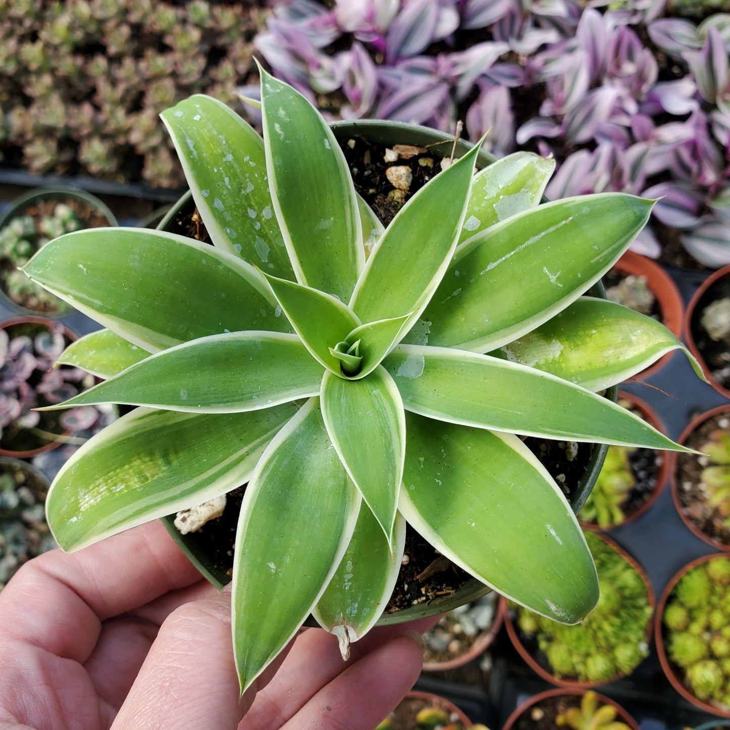 Agave attenuate 'Ray of Light'
