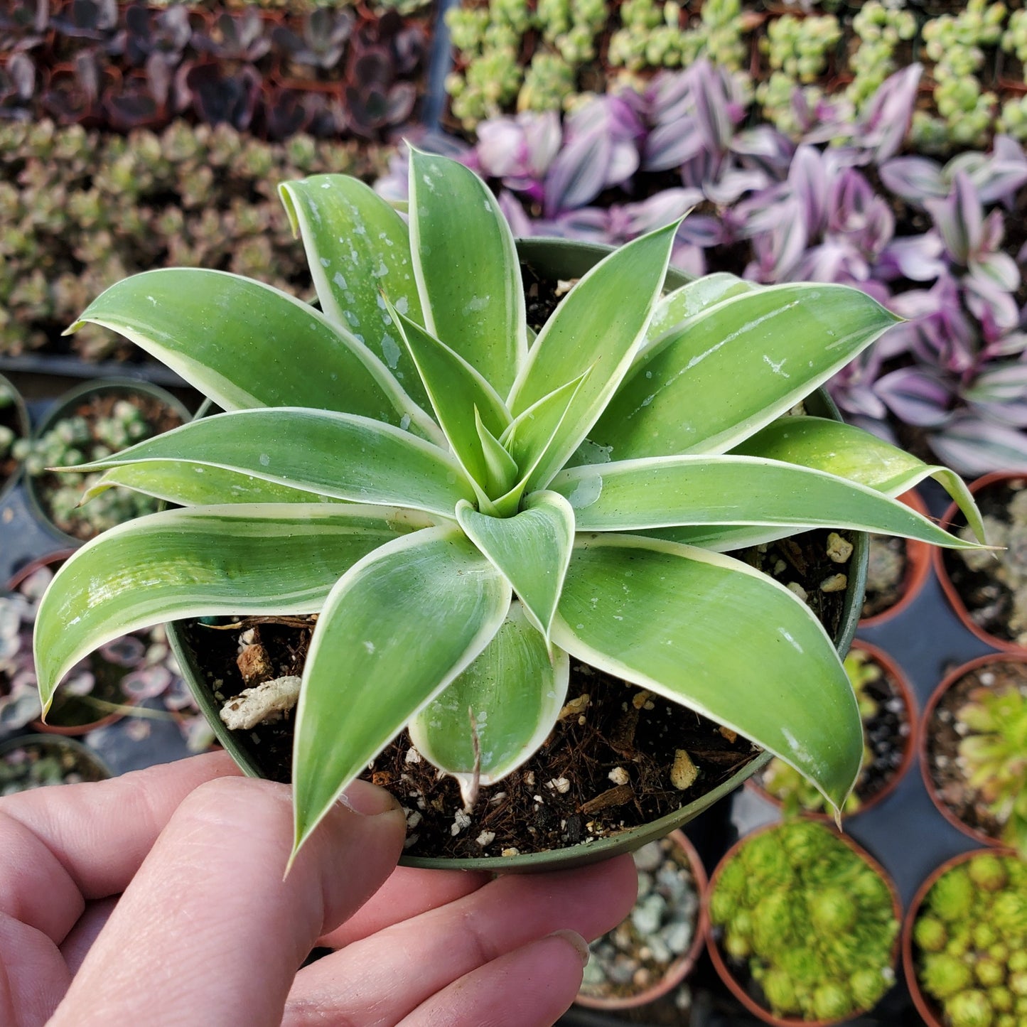 Agave attenuate 'Ray of Light'