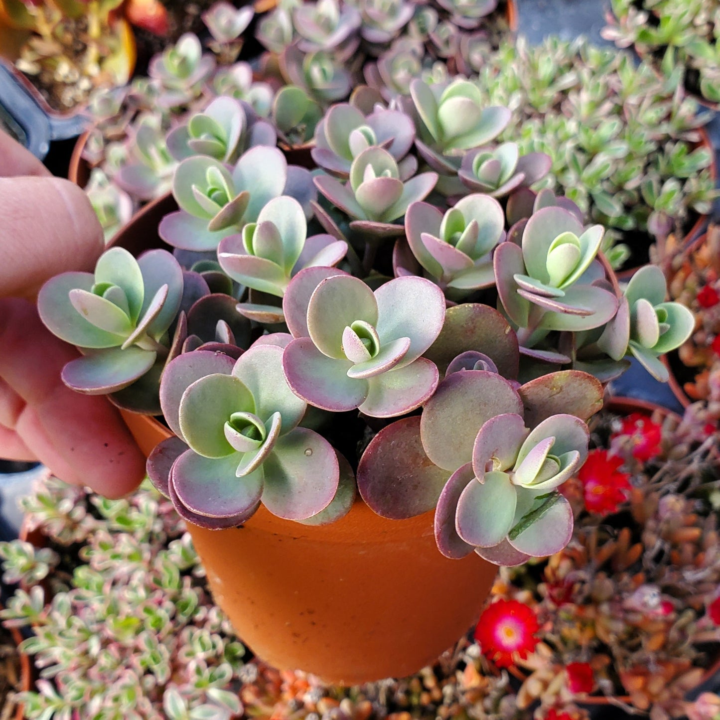Sedum Sunsparkler® 'Blue Elf'