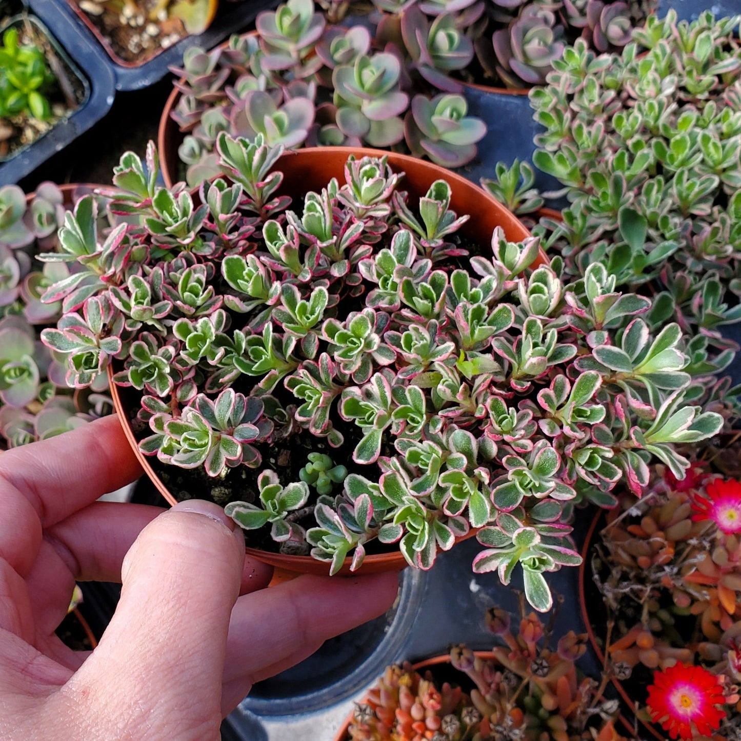 Sedum Sunsparkler® 'Dream Dazzler'