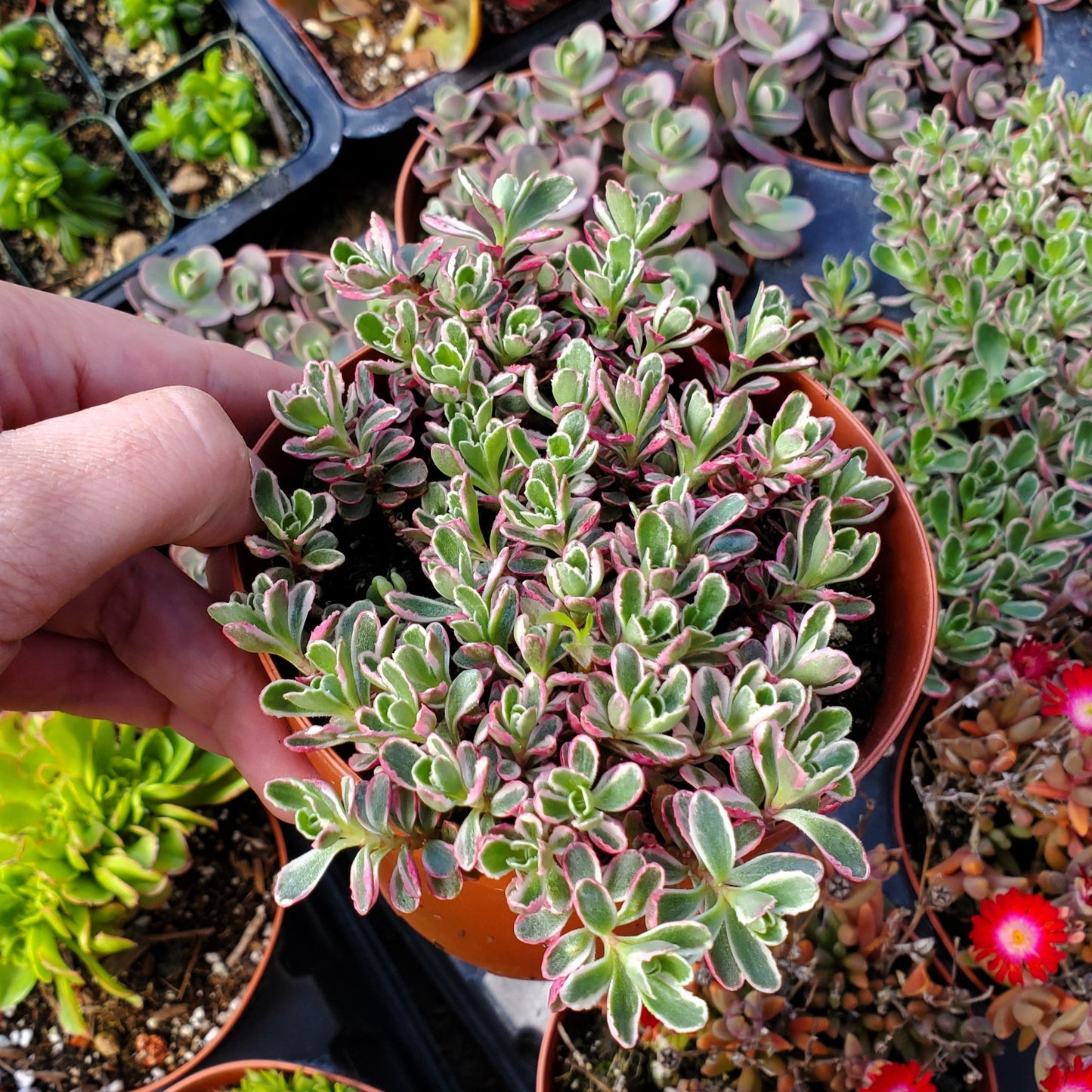 Sedum Sunsparkler® 'Dream Dazzler'