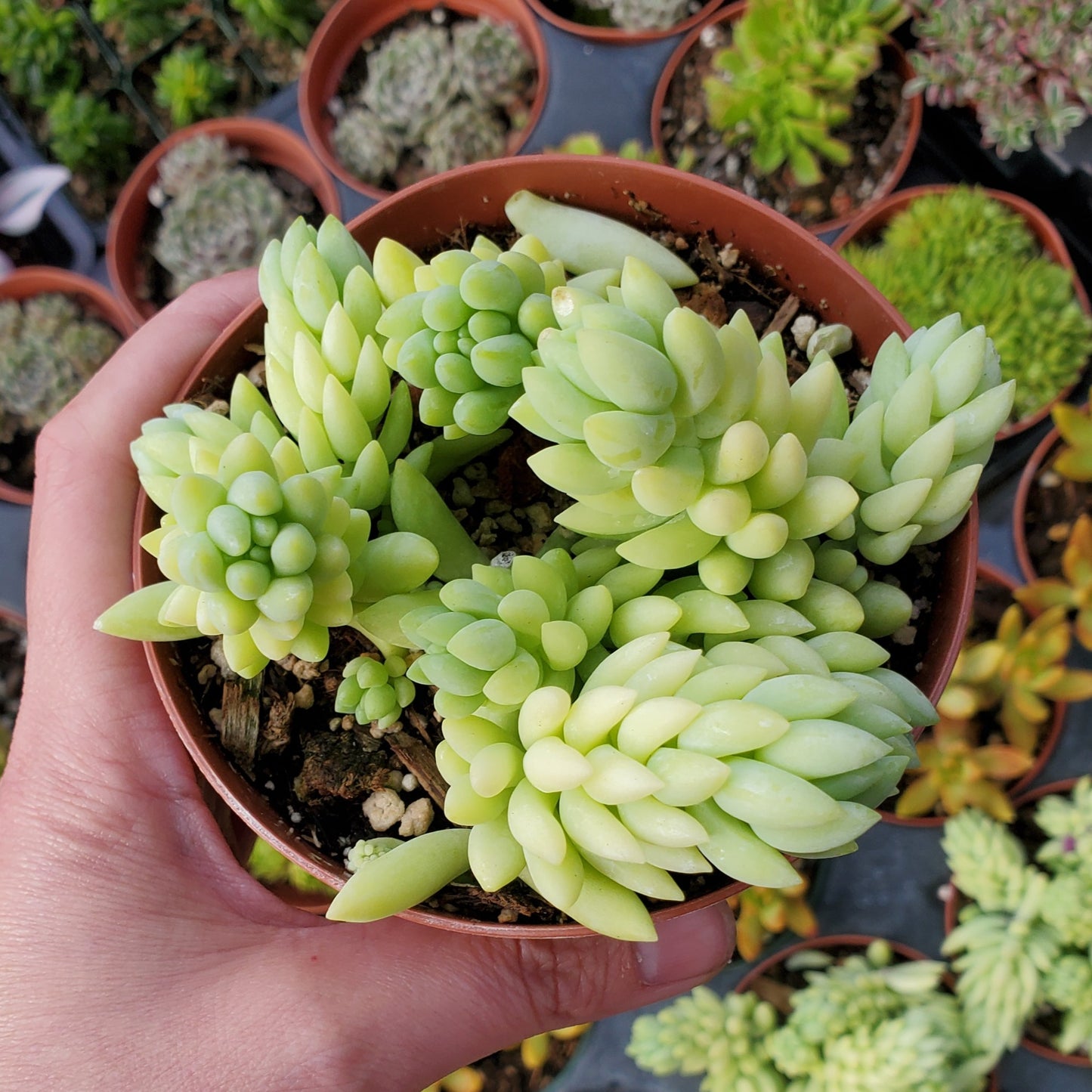 Sedum morganianum 'Burro's Tail' 'Donkey's Tail'