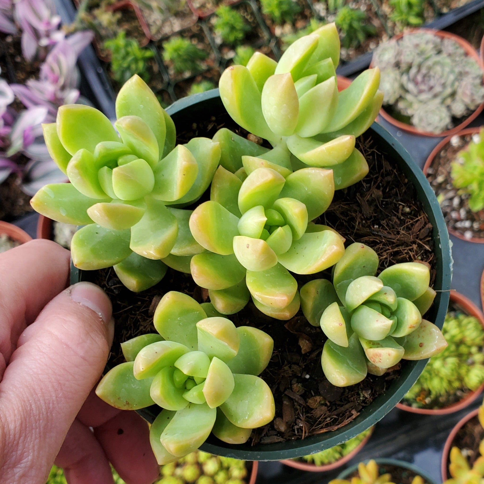 sedum lime gold succulent Sedum adolphi 'Golden Glow'