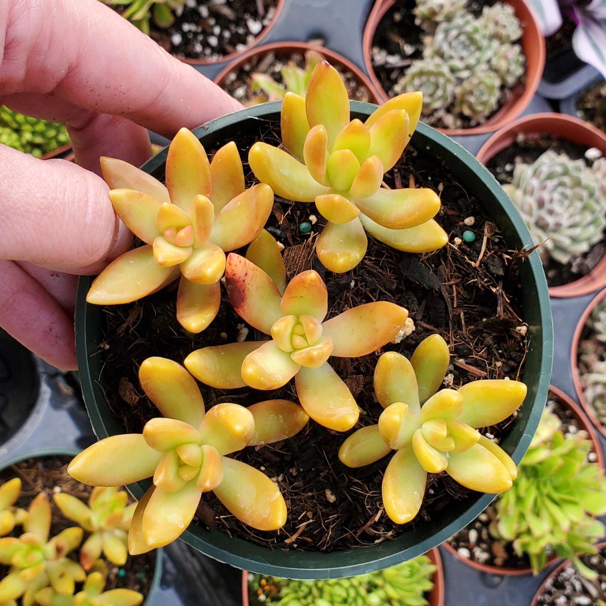 yellow succulent Sedum nussbaumerianum