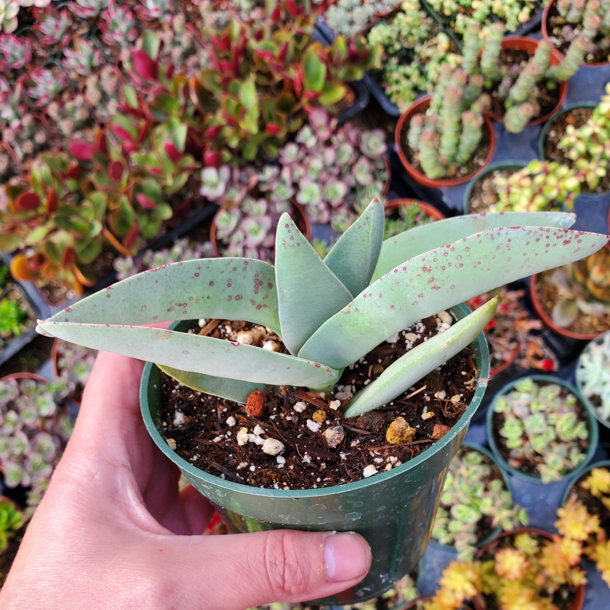 propeller plant succulent Crassula falcata 'Propeller Plant'