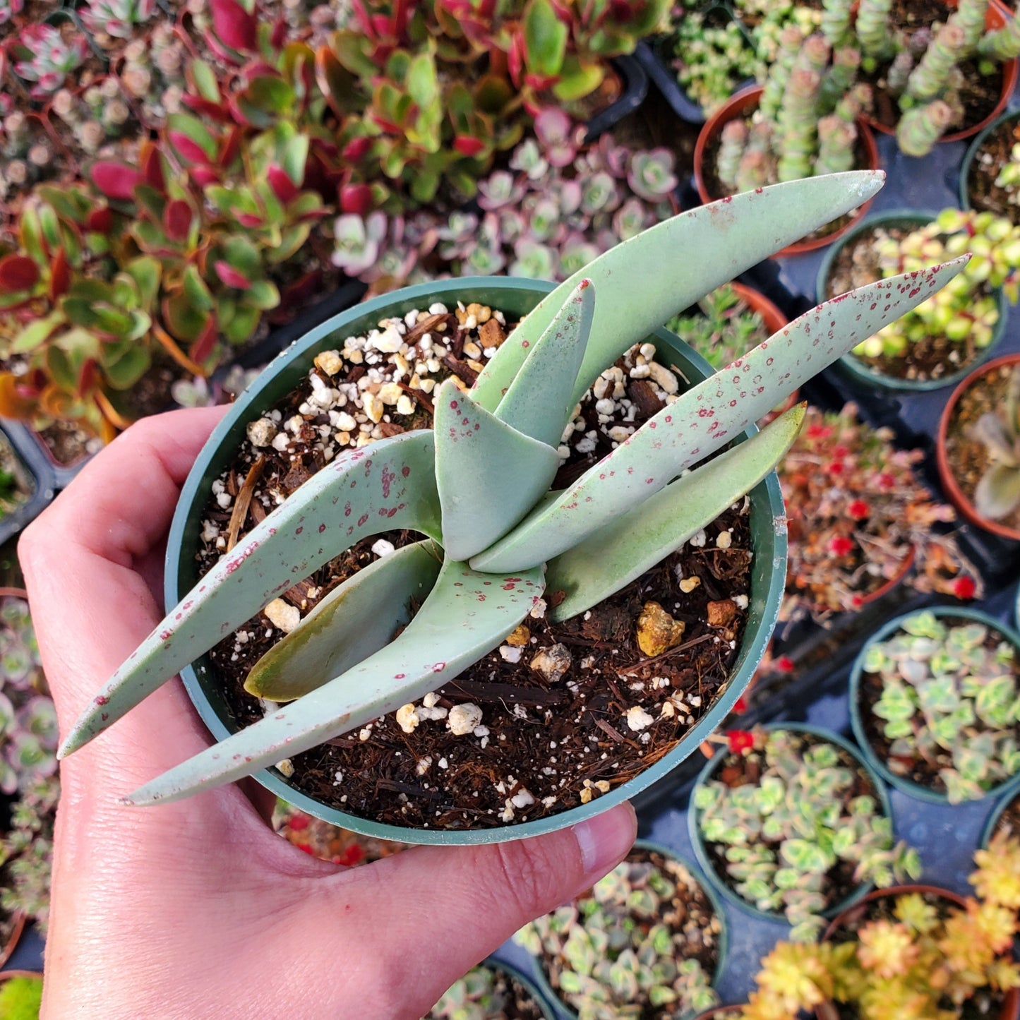Crassula falcata 'Propeller Plant'