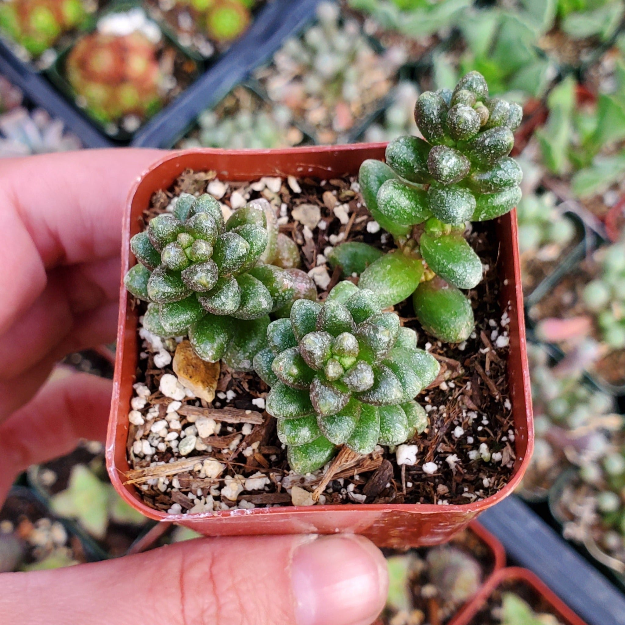 succulents sedum photos Sedum furfuraceum