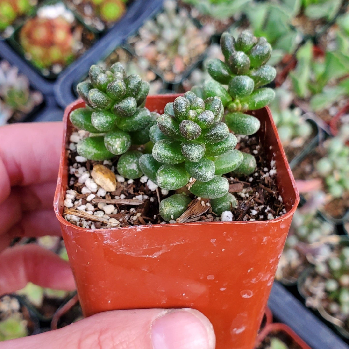 Sedum furfuraceum
