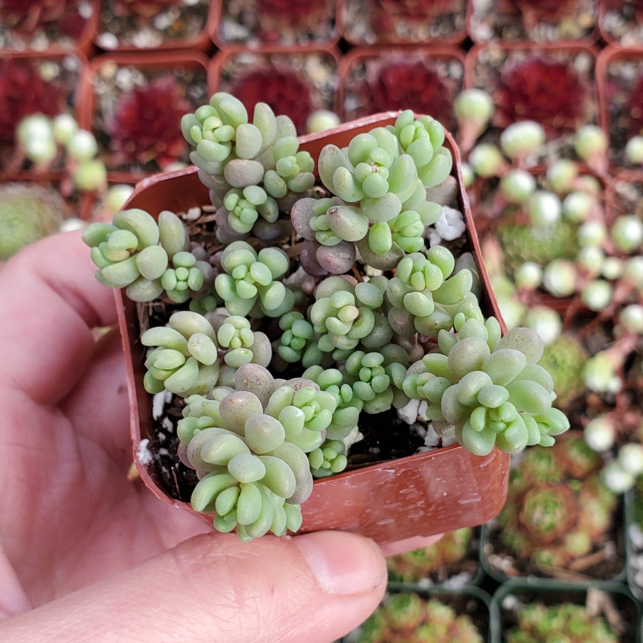 stonecrop succulents Sedum dasyphyllum 'Corsican Stonecrop'