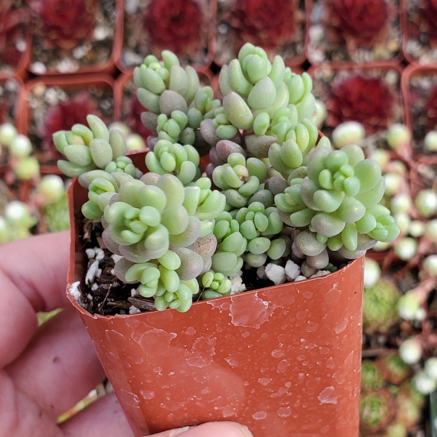 Sedum dasyphyllum 'Corsican Stonecrop'