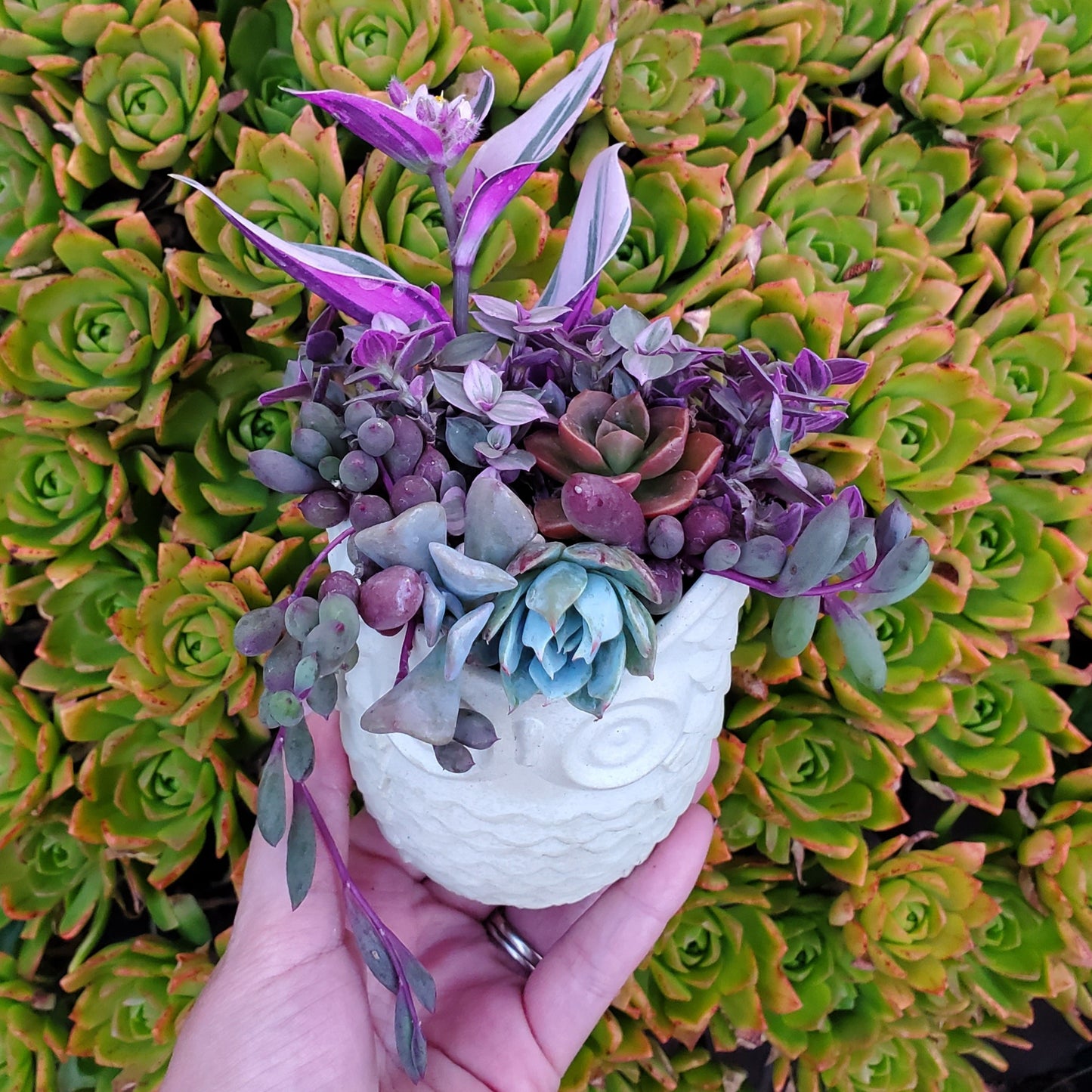 Succulent Owl Arrangement