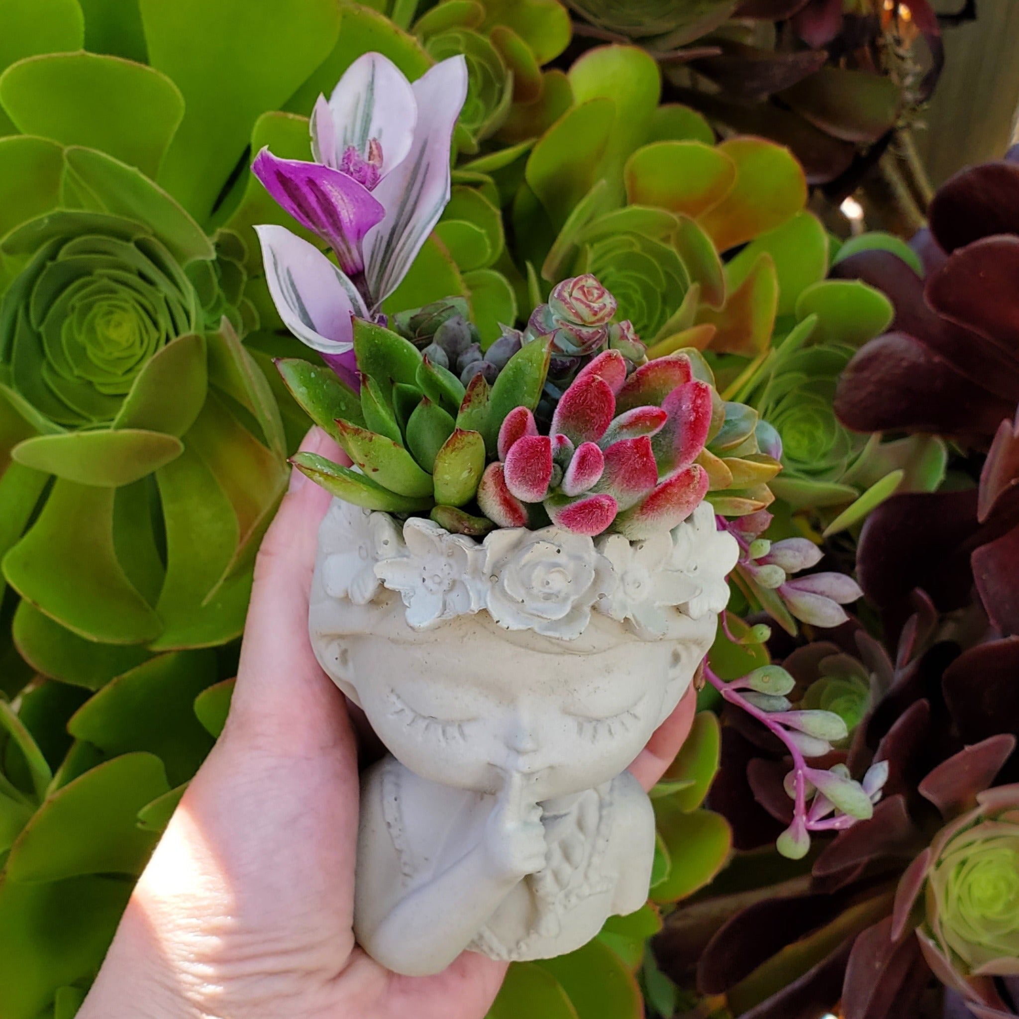 succulent babes Succulent Girl Arrangement