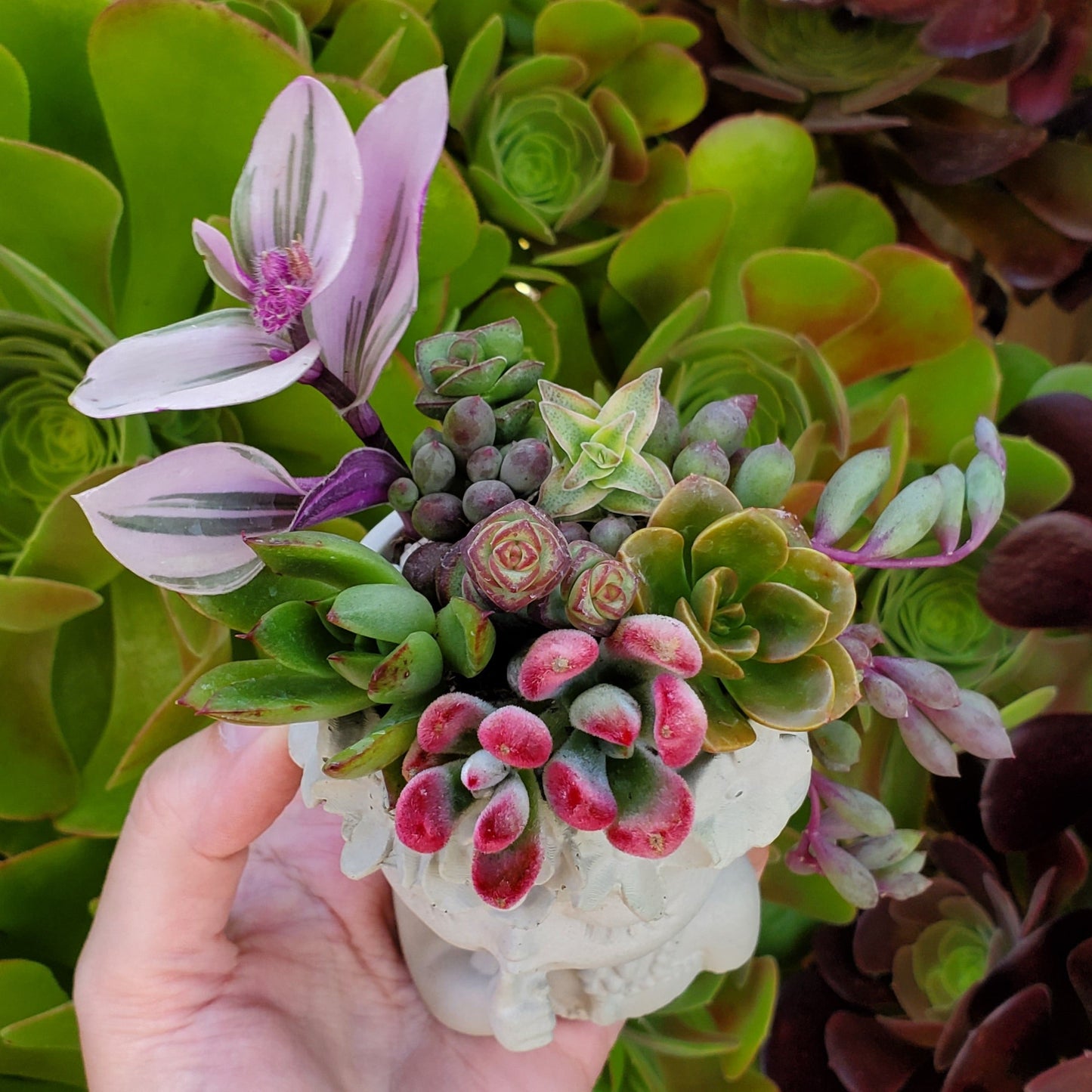 Succulent Girl Arrangement