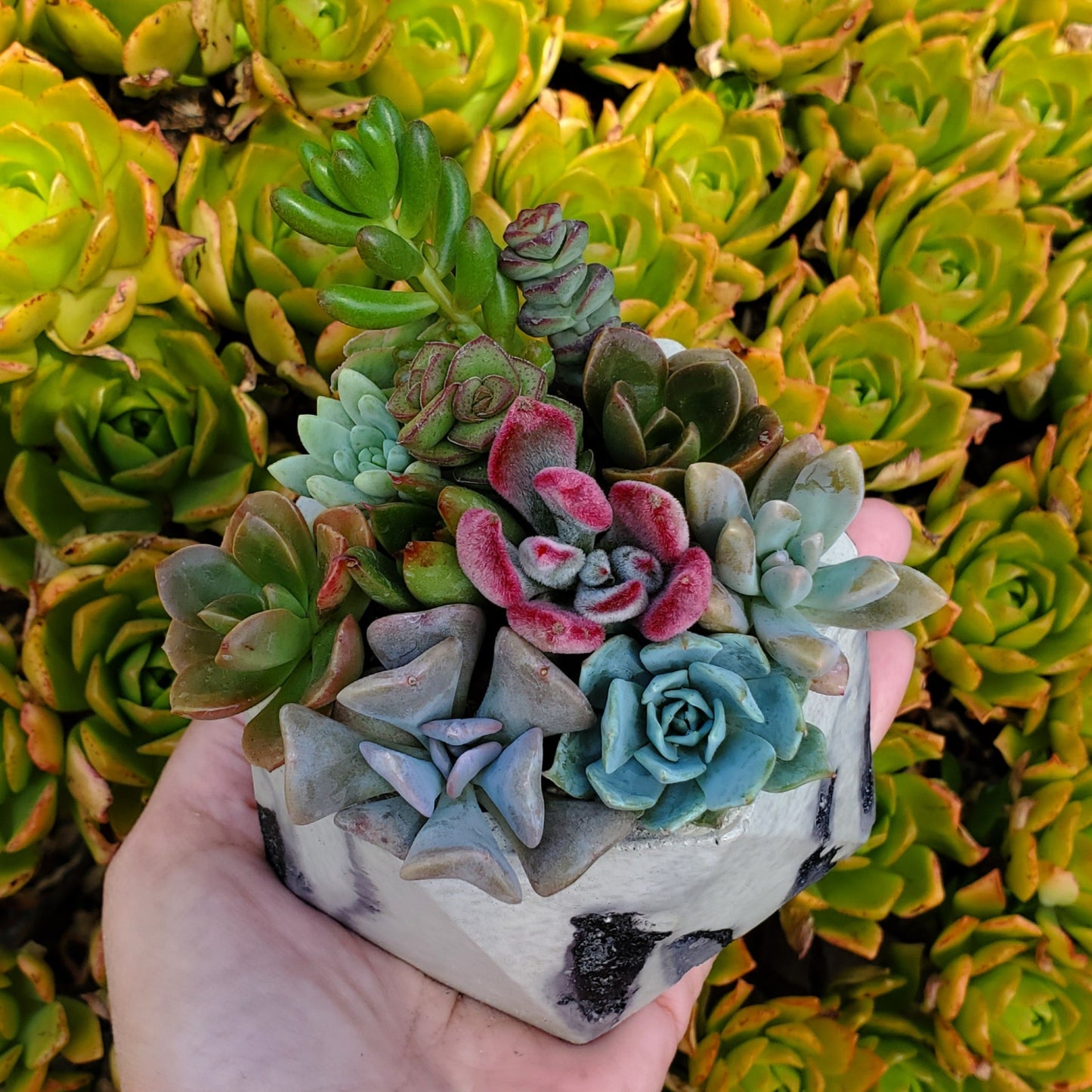 Hexagon Cement Planter Succulent Arrangement