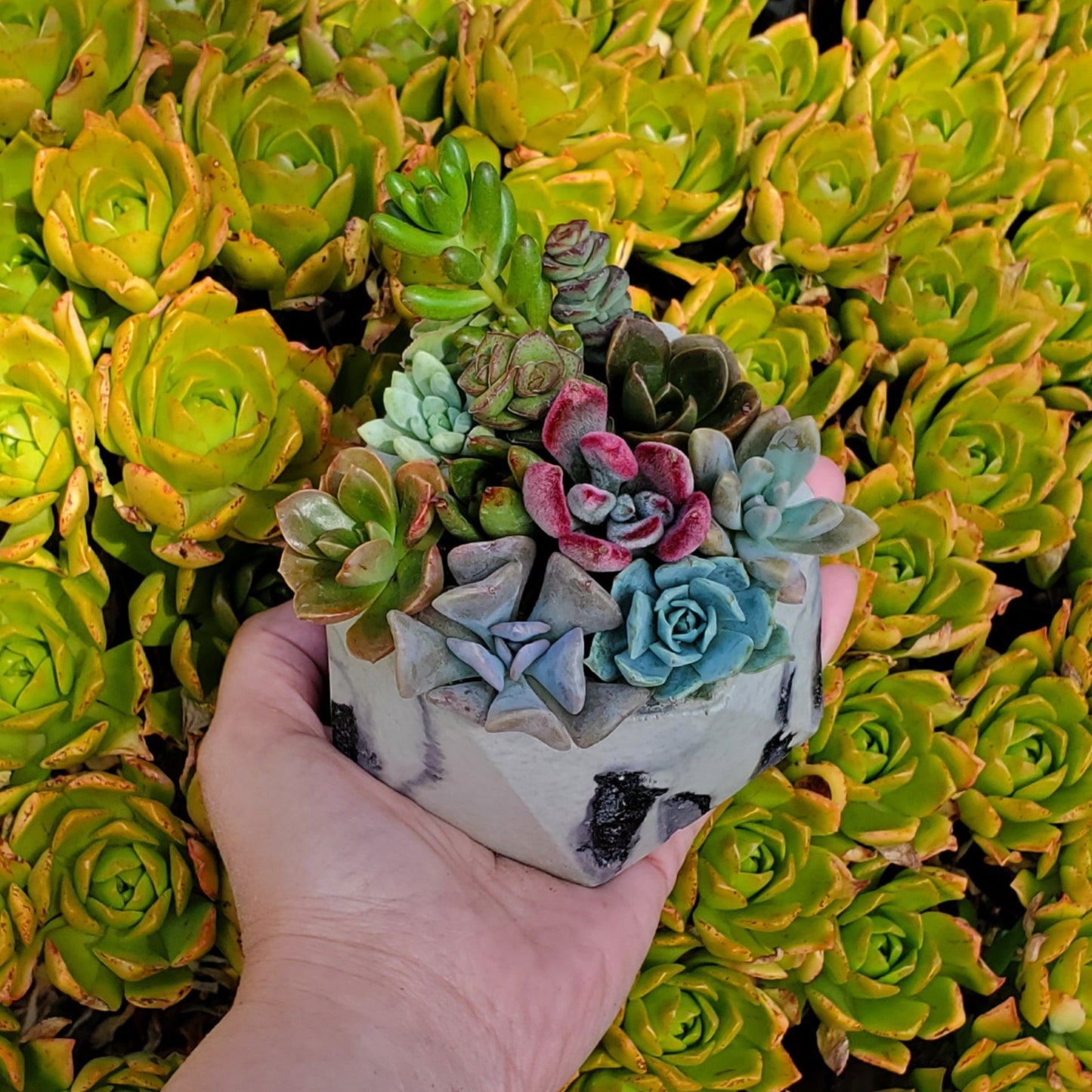 Hexagon Cement Planter Succulent Arrangement