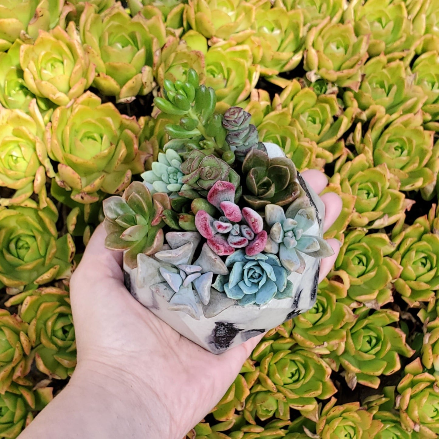 Hexagon Cement Planter Succulent Arrangement