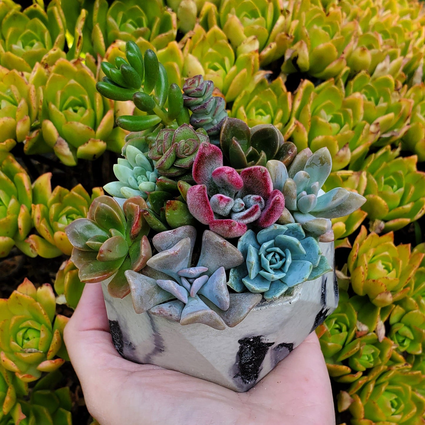Hexagon Cement Planter Succulent Arrangement